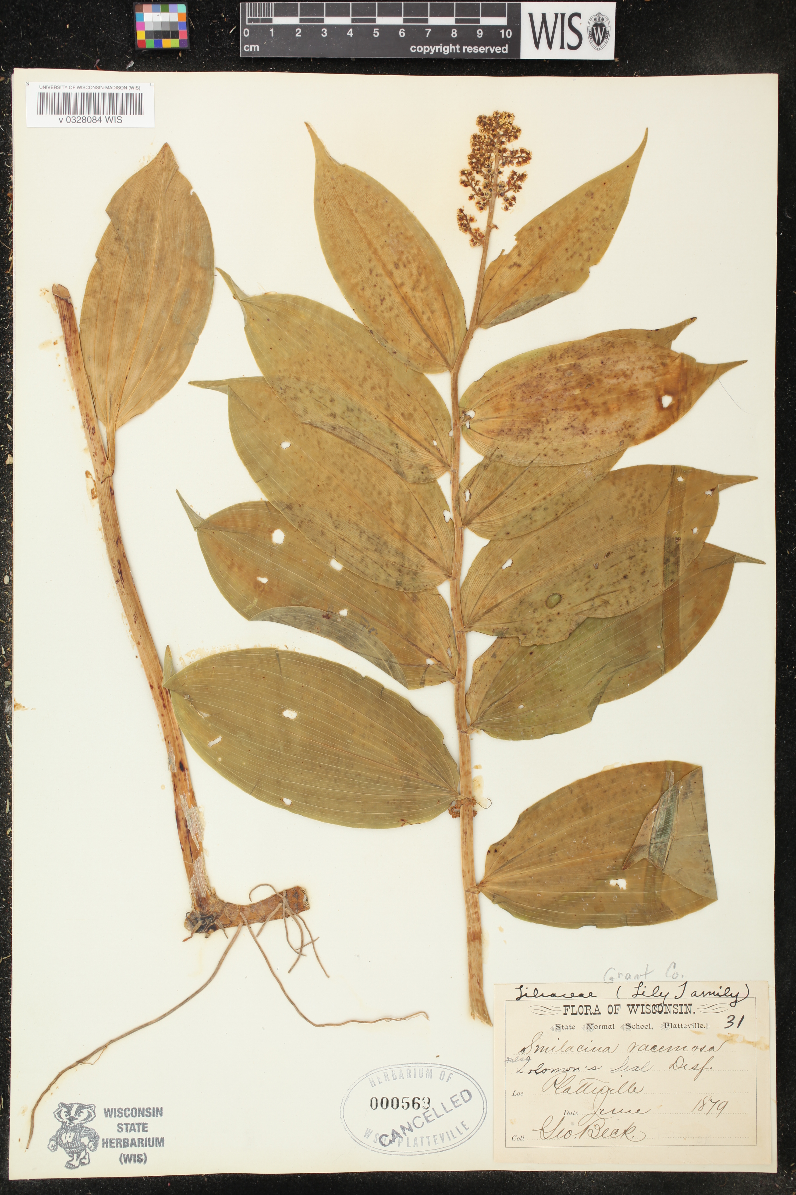 Maianthemum racemosum image