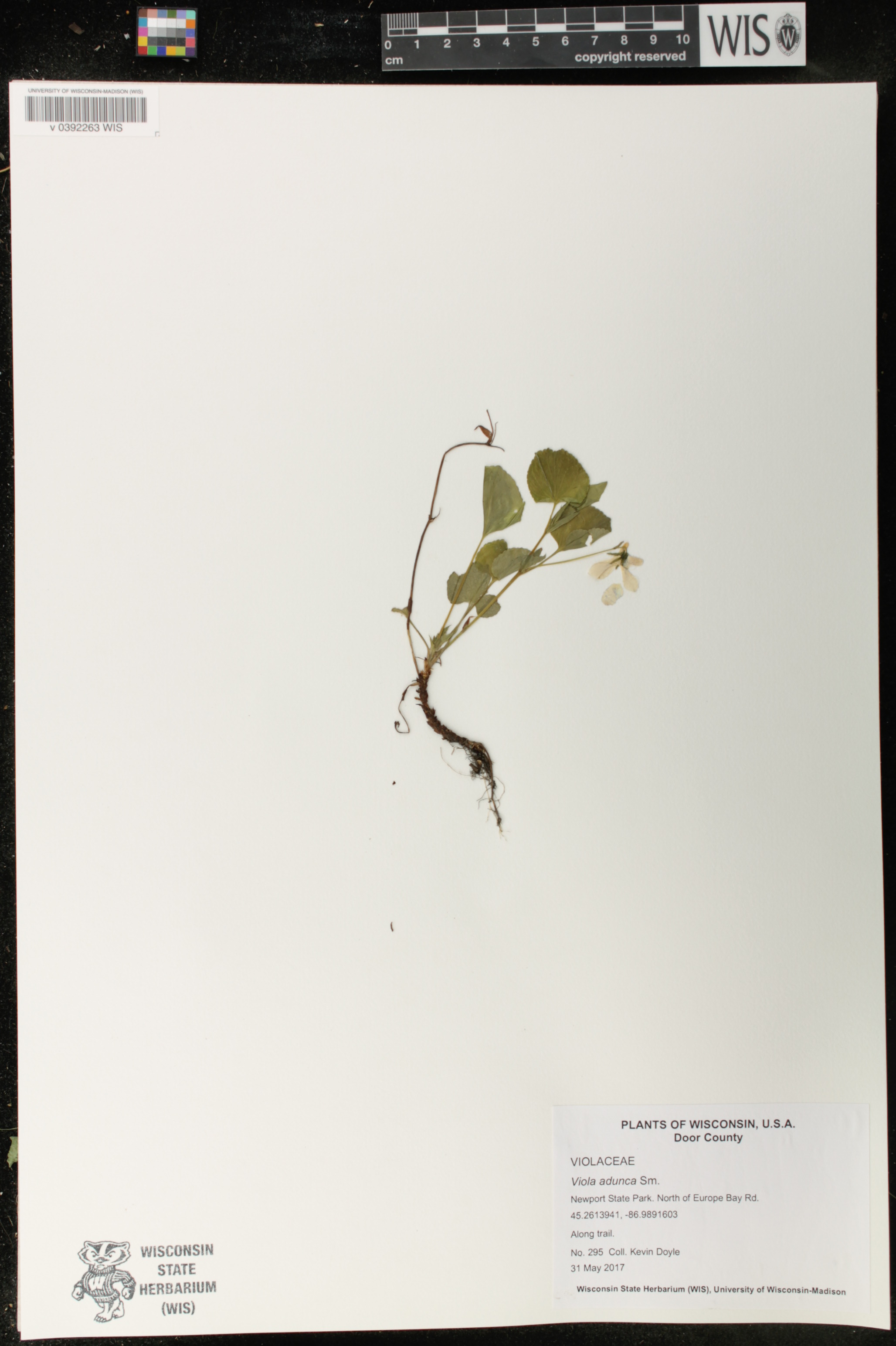 Viola adunca image