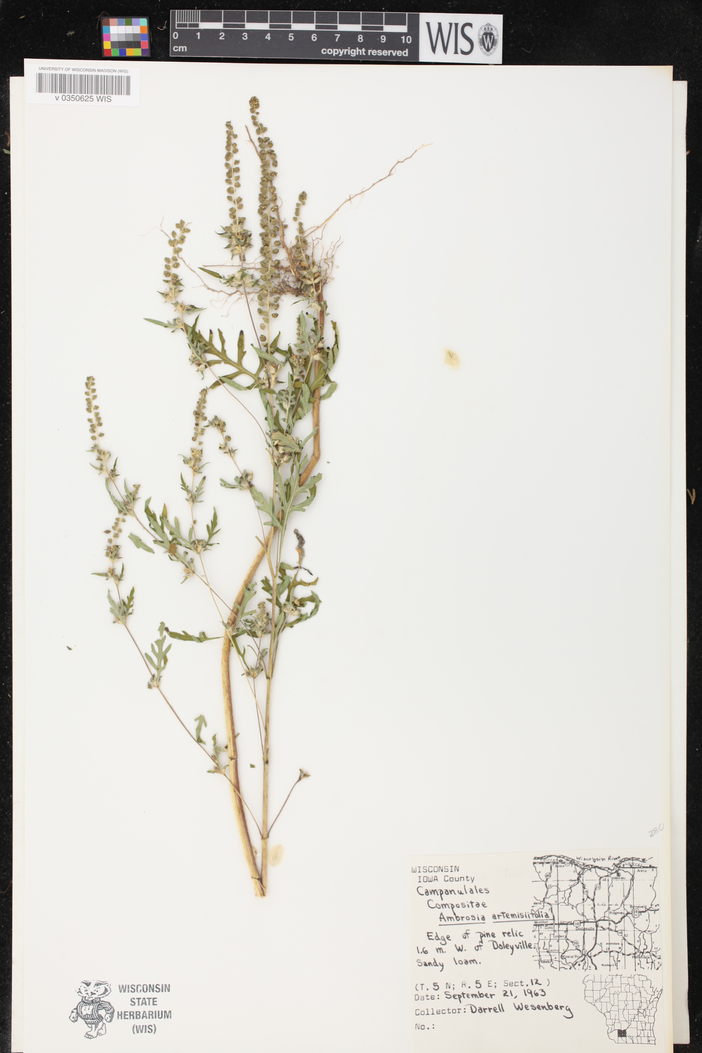 Ambrosia artemisiifolia image