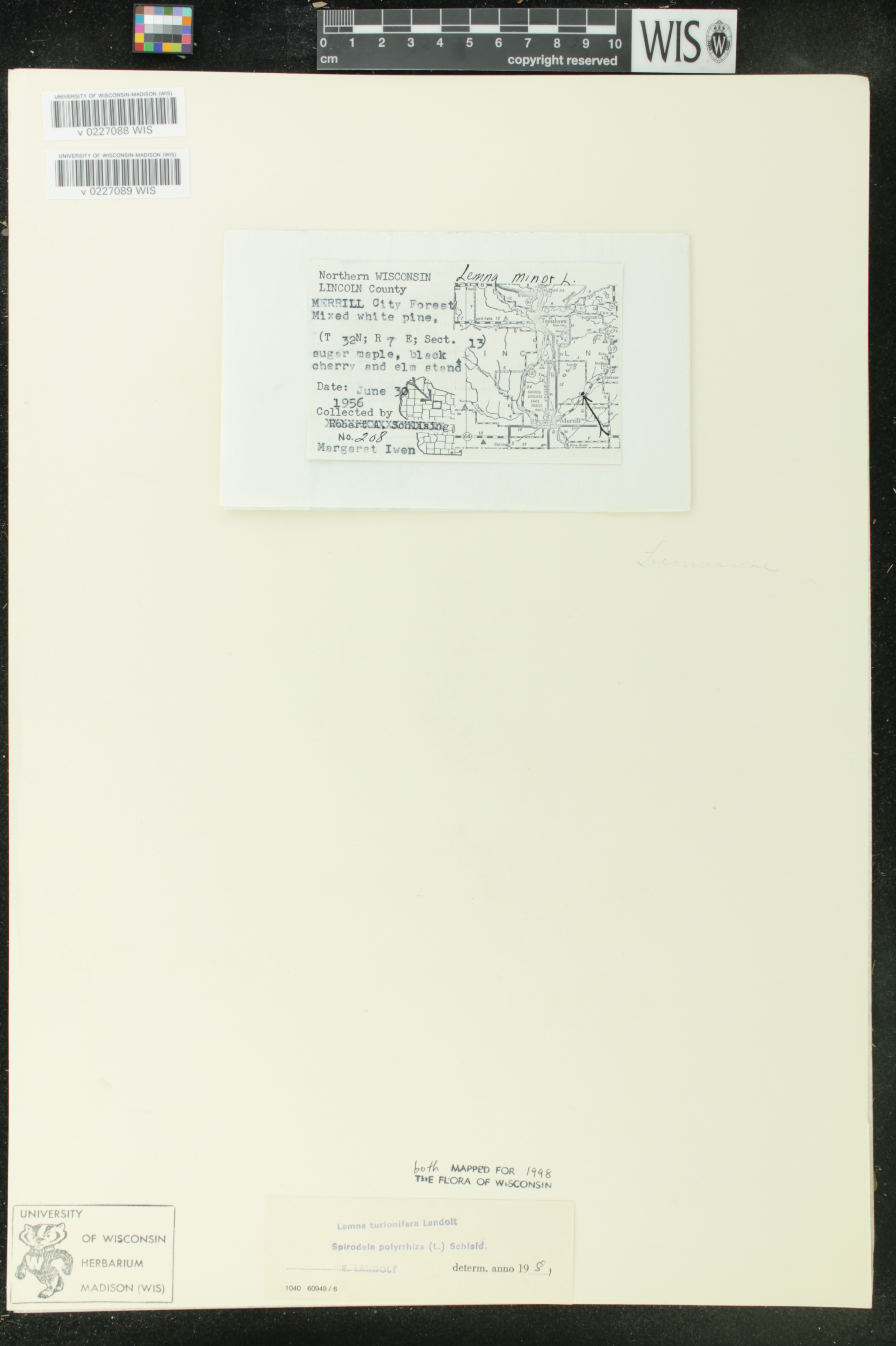 Lemna turionifera image