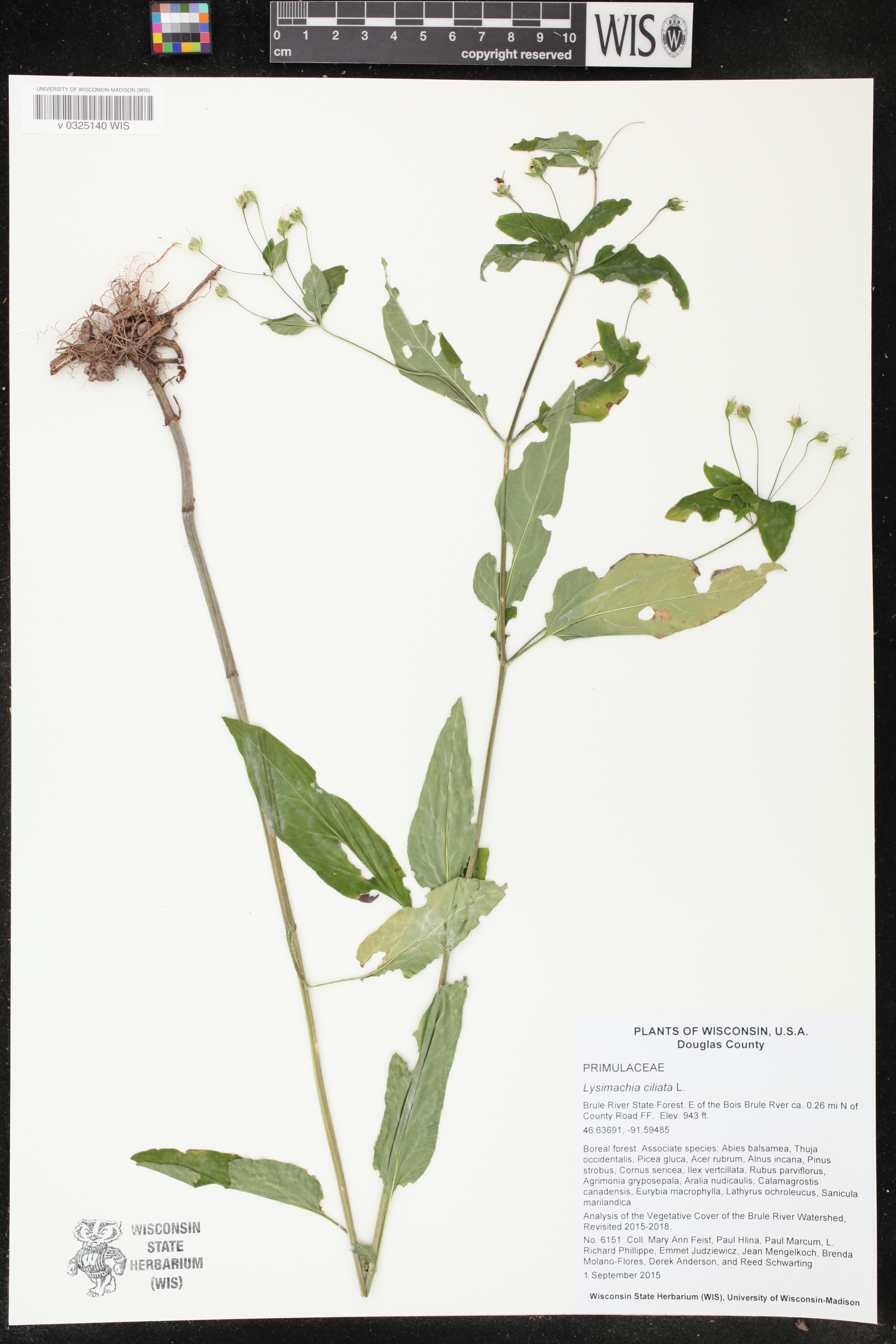 Lysimachia ciliata image