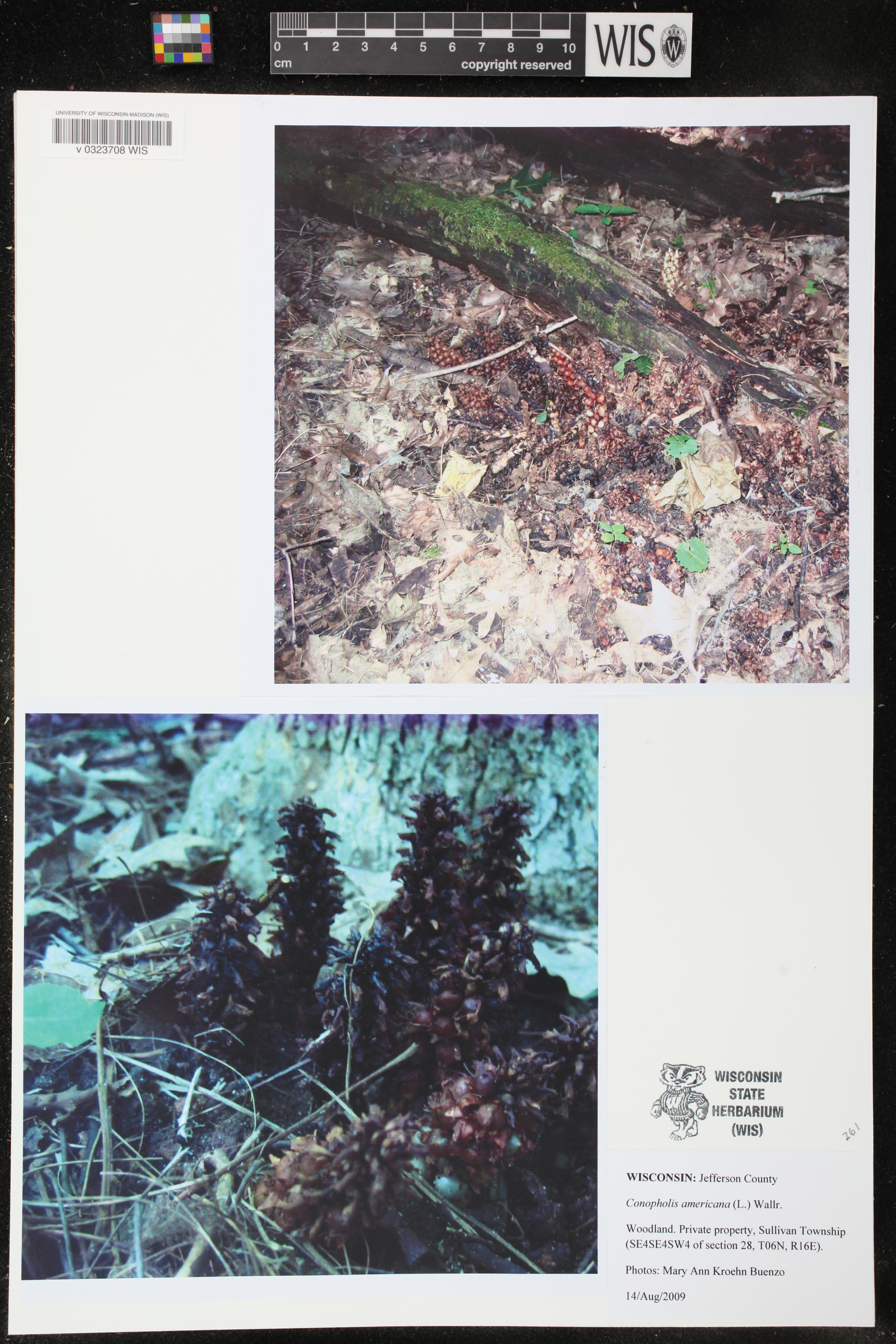 Conopholis americana image