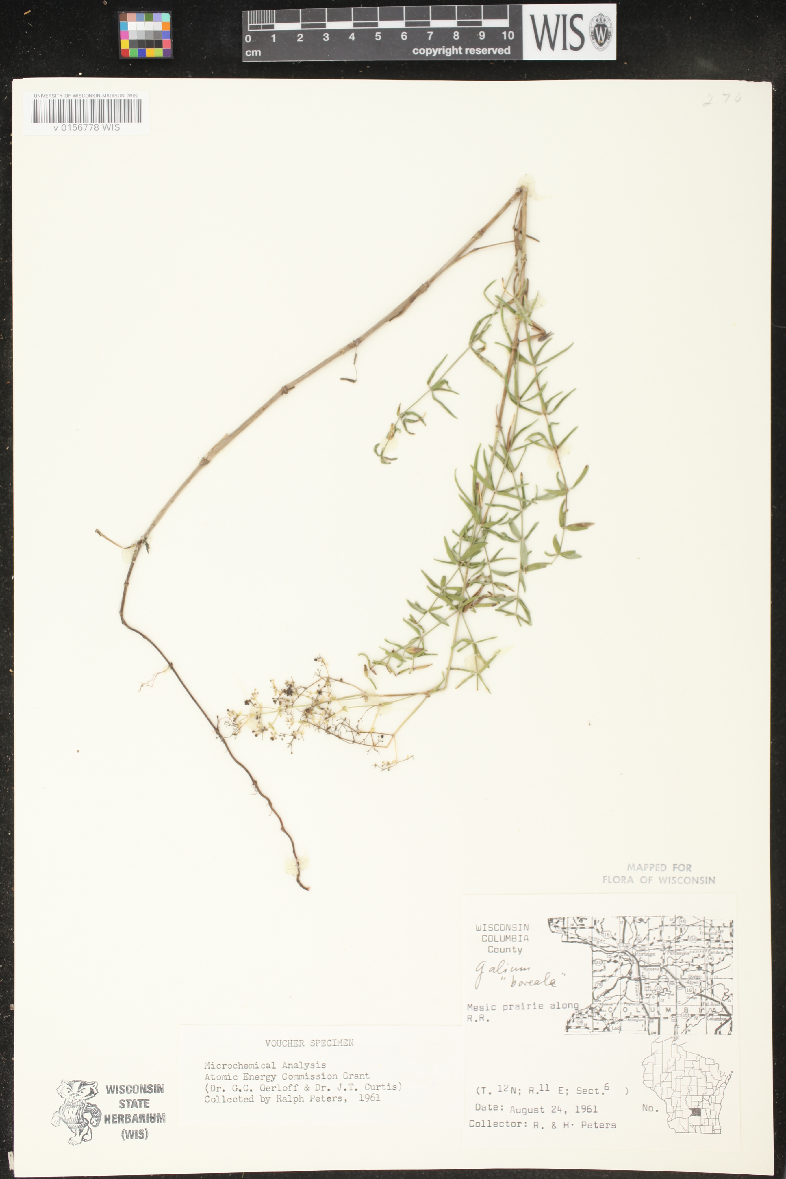 Galium boreale image