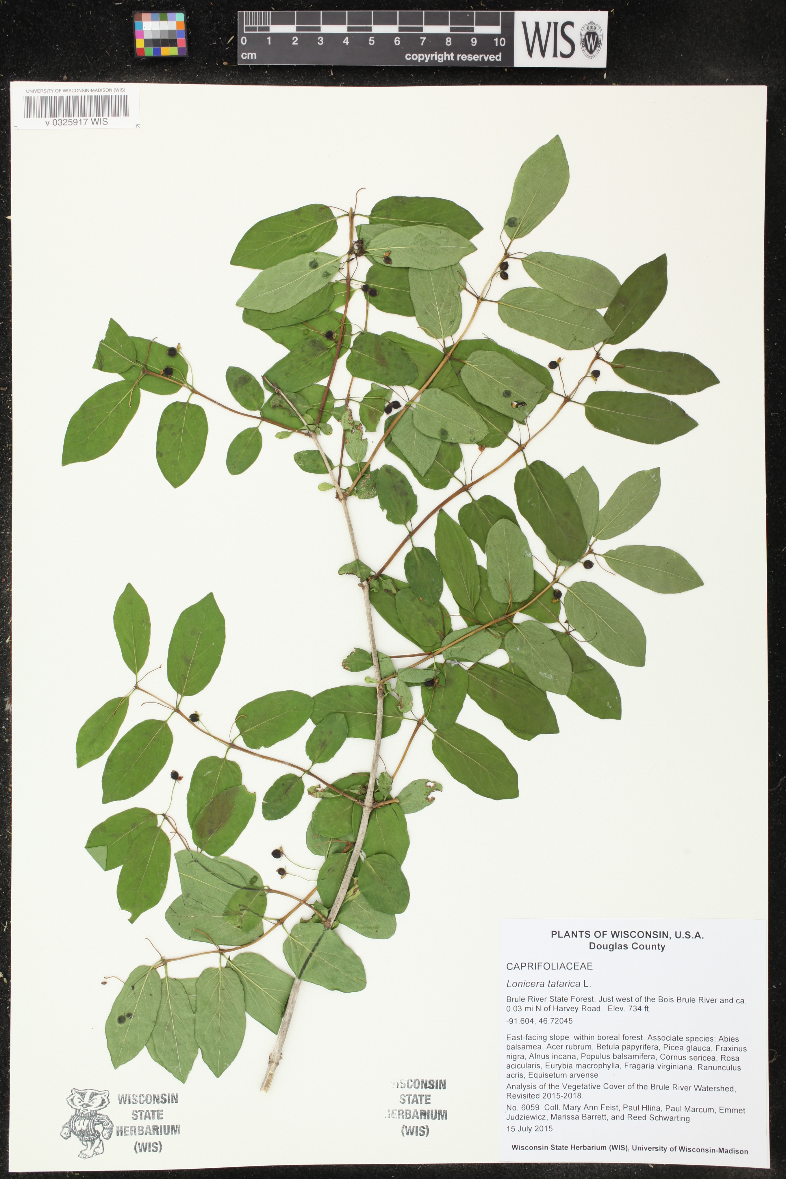 Lonicera tatarica image