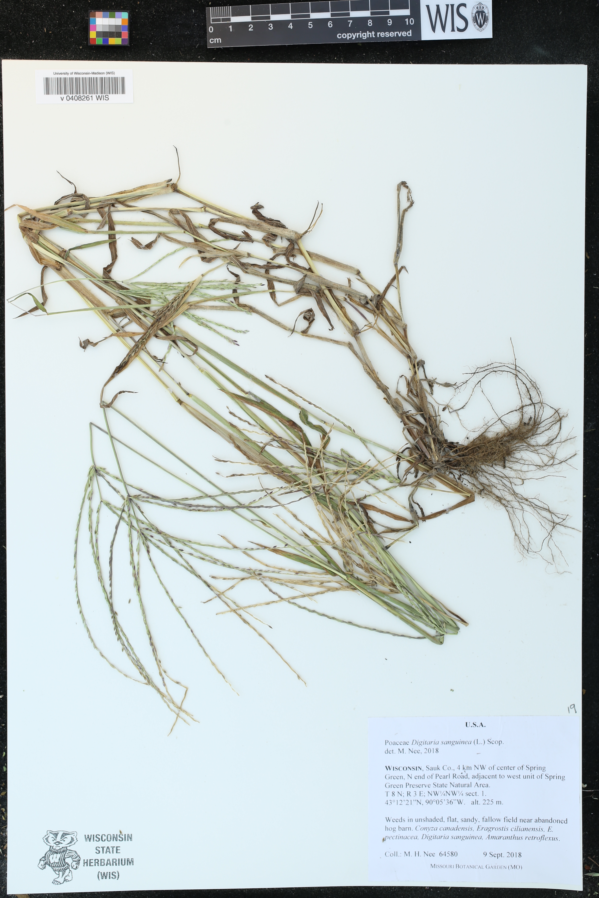 Digitaria sanguinalis image