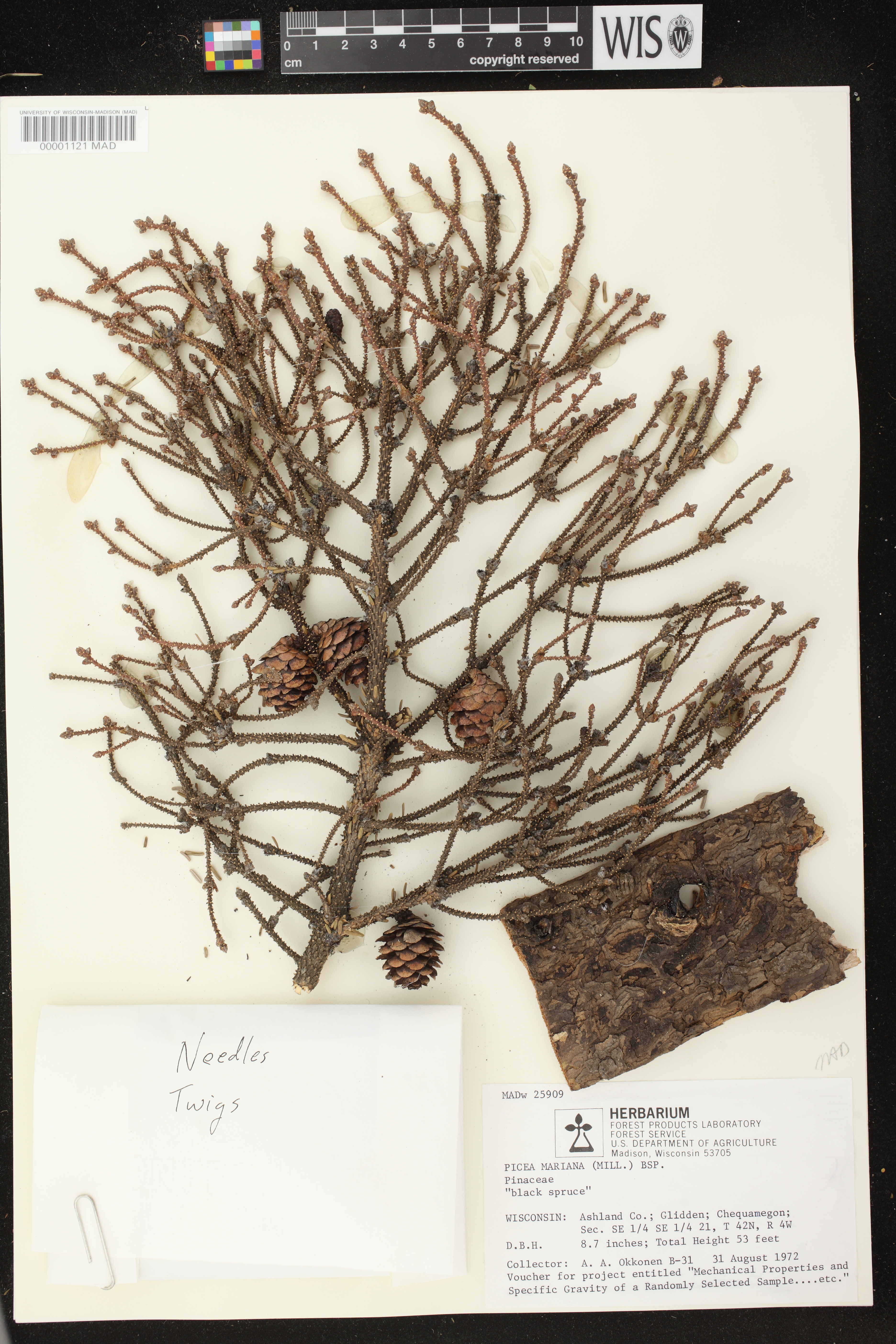 Picea mariana image