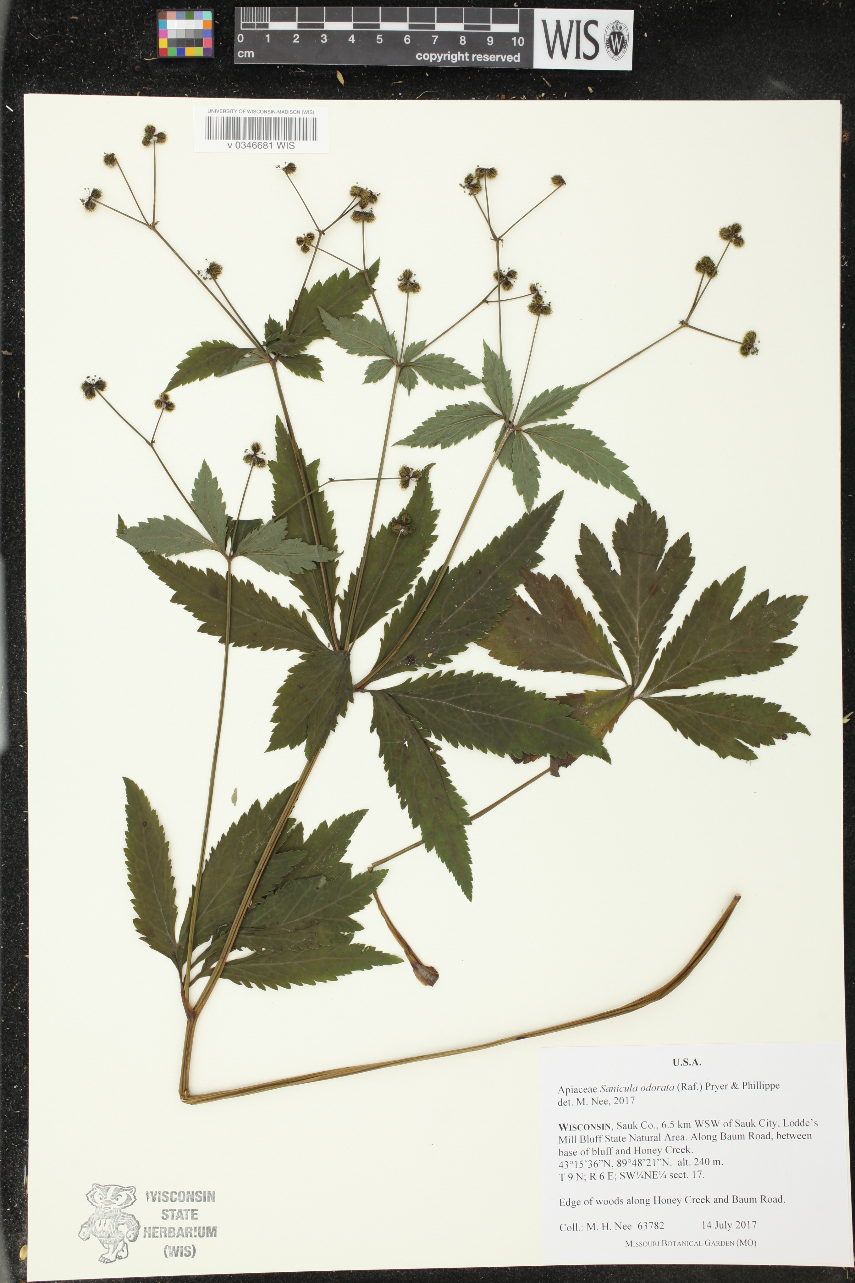 Sanicula odorata image