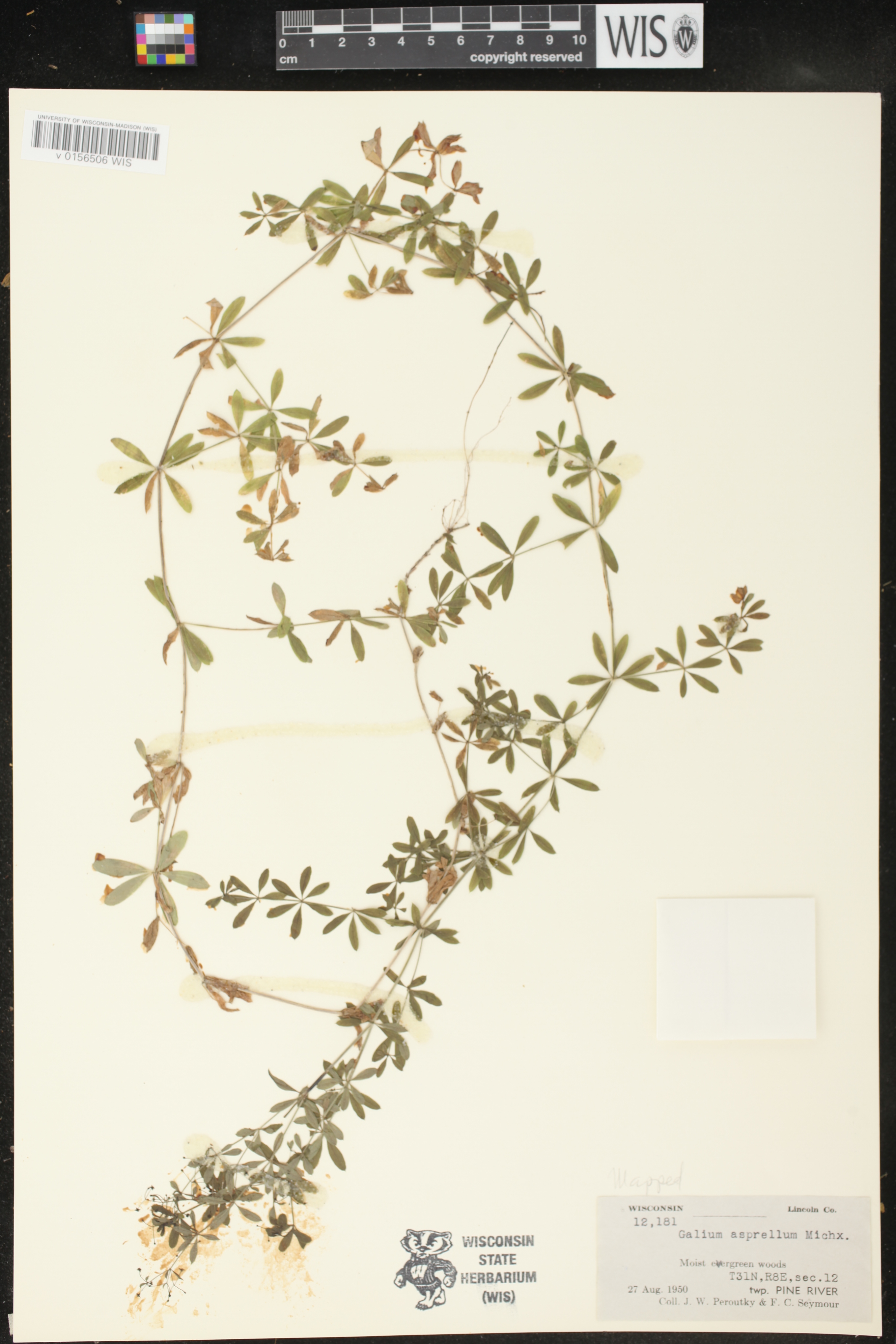 Galium asprellum image