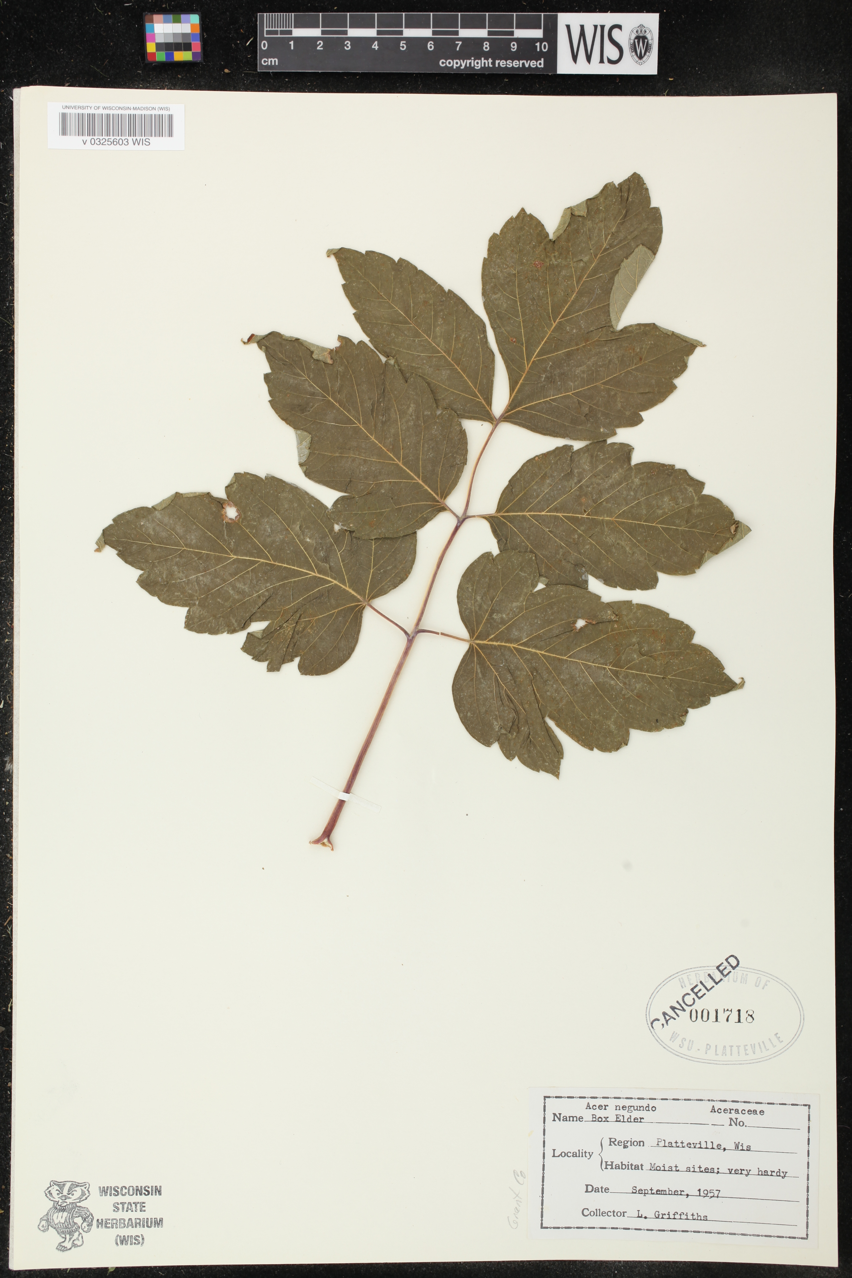 Acer negundo image