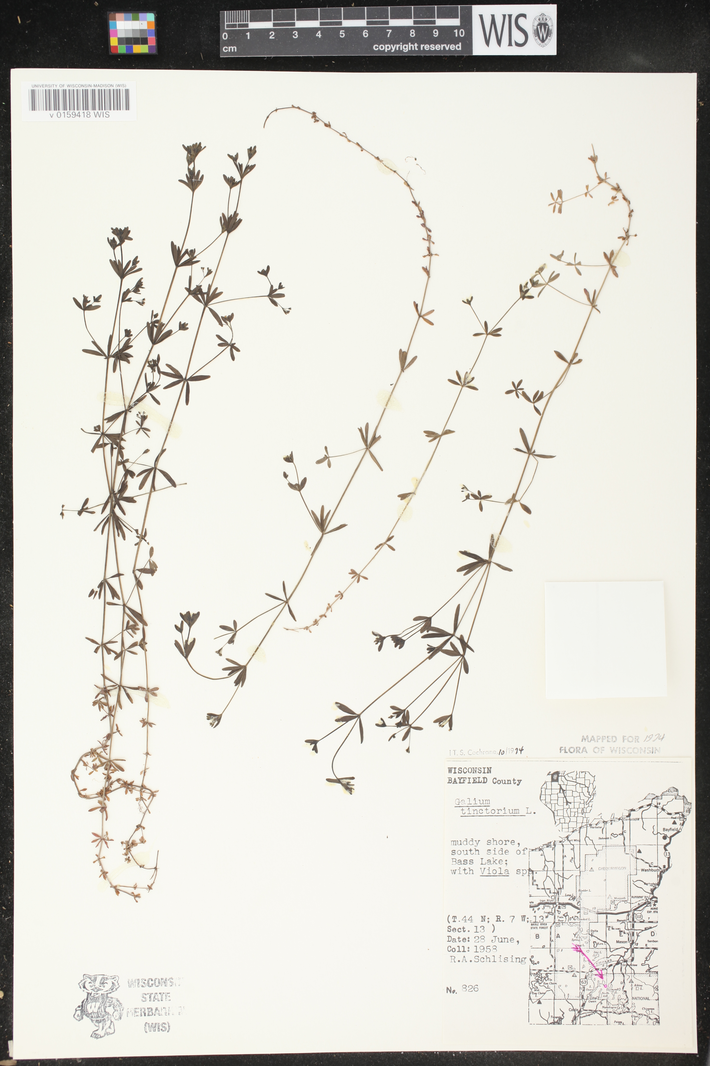 Galium tinctorium image