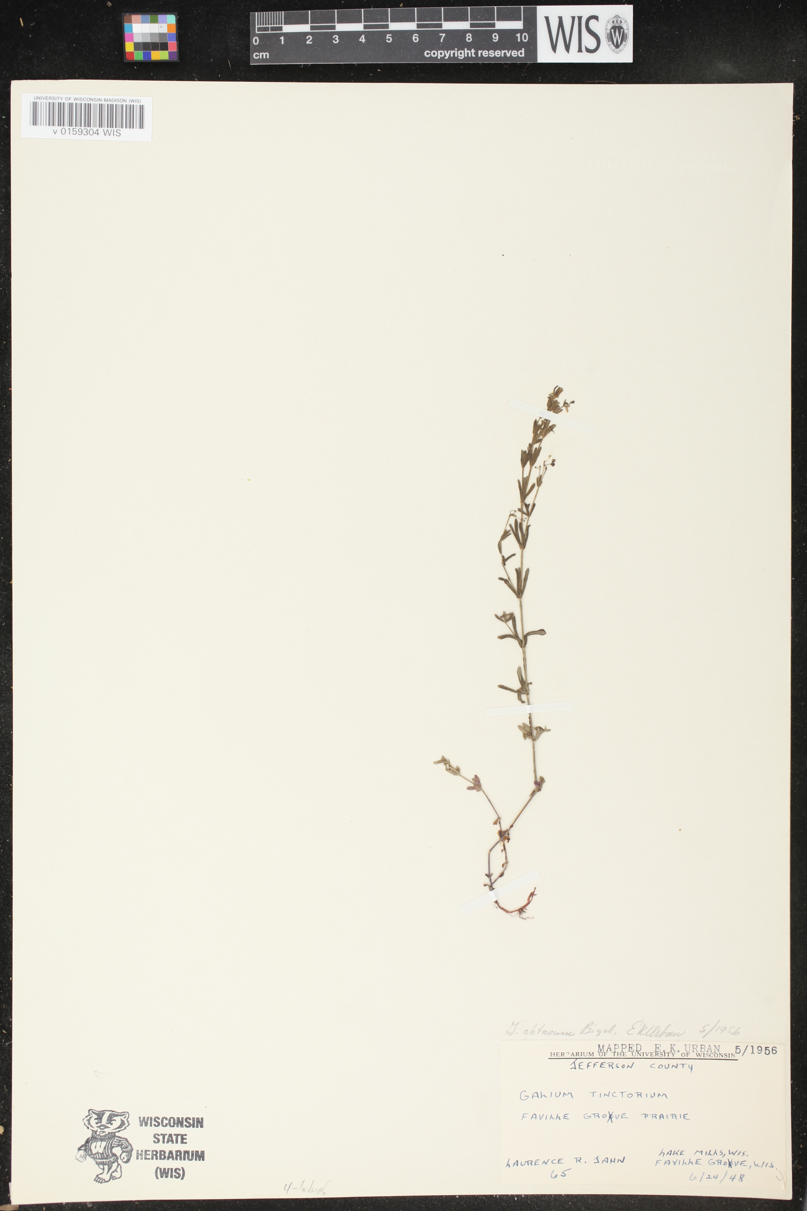 Galium obtusum subsp. obtusum image