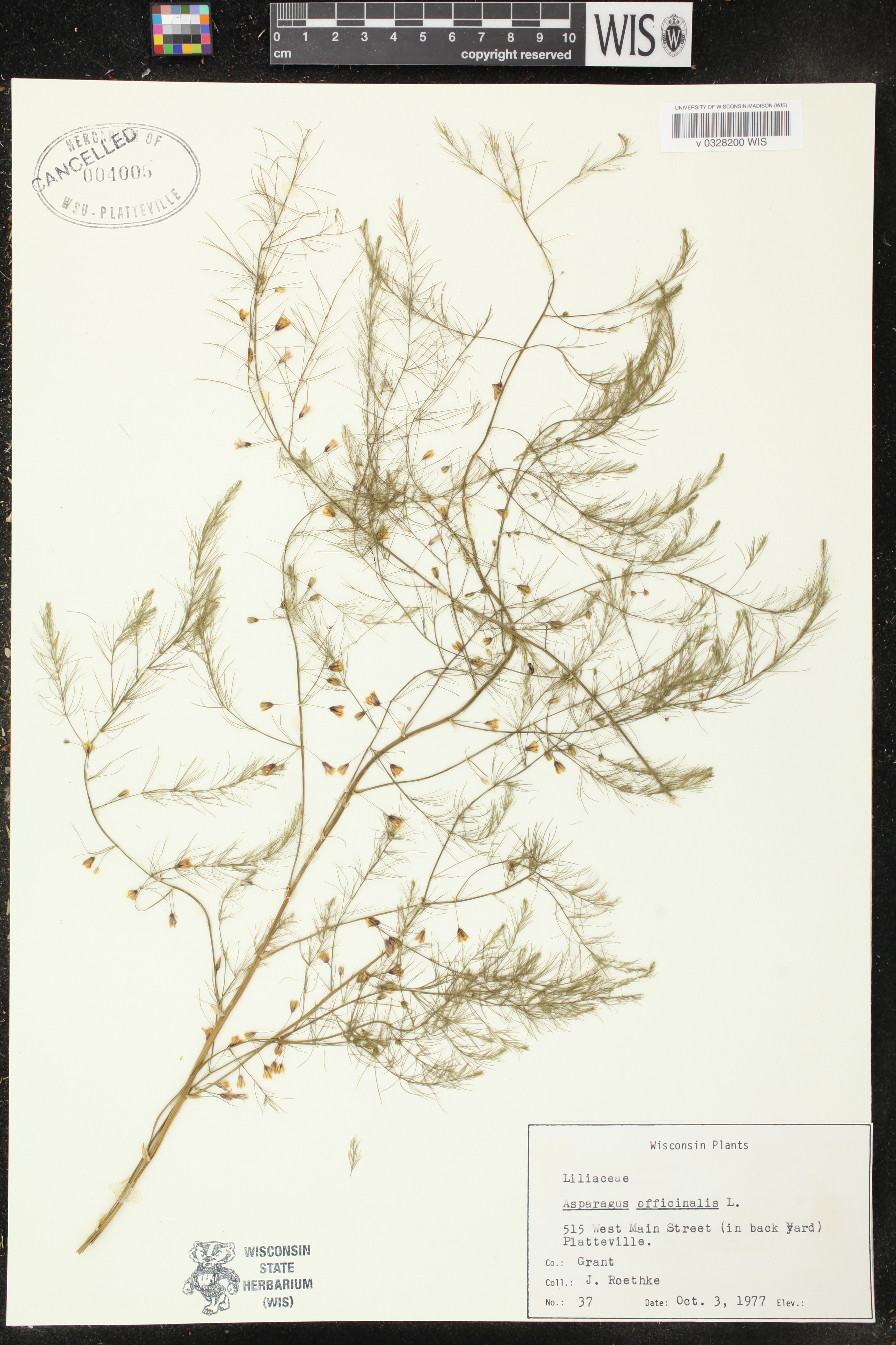 Asparagus officinalis image