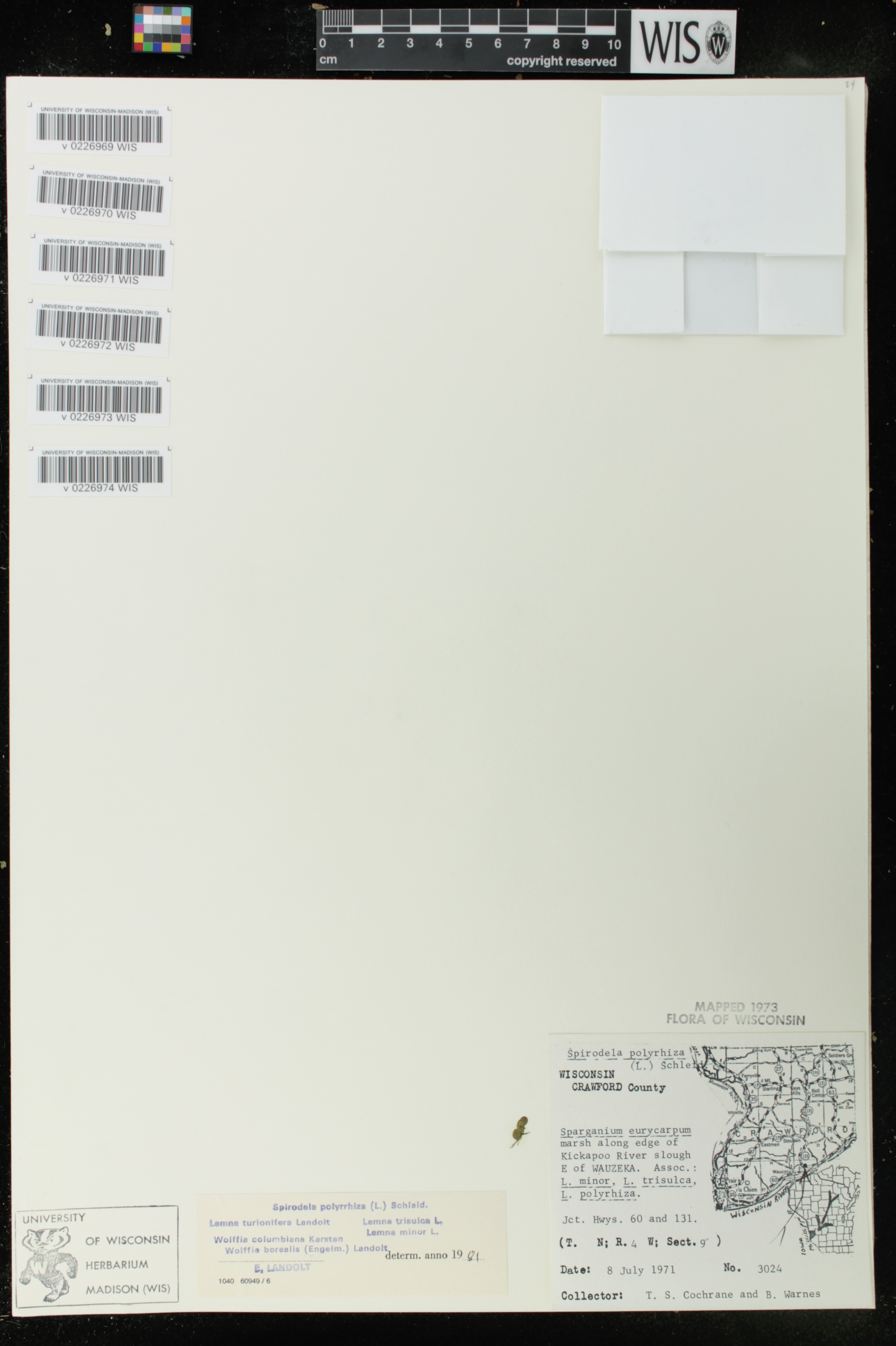 Wolffia columbiana image