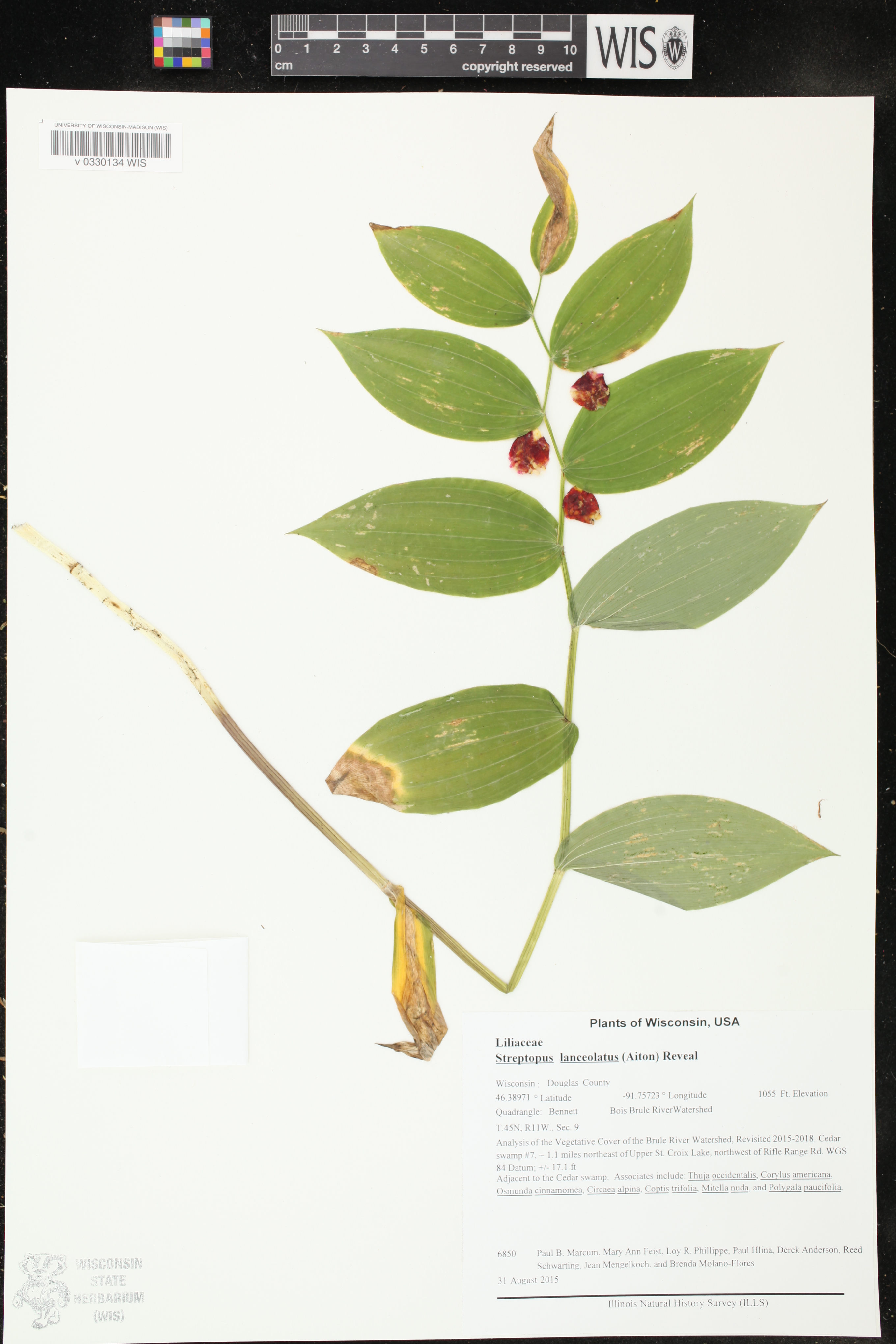 Streptopus lanceolatus image