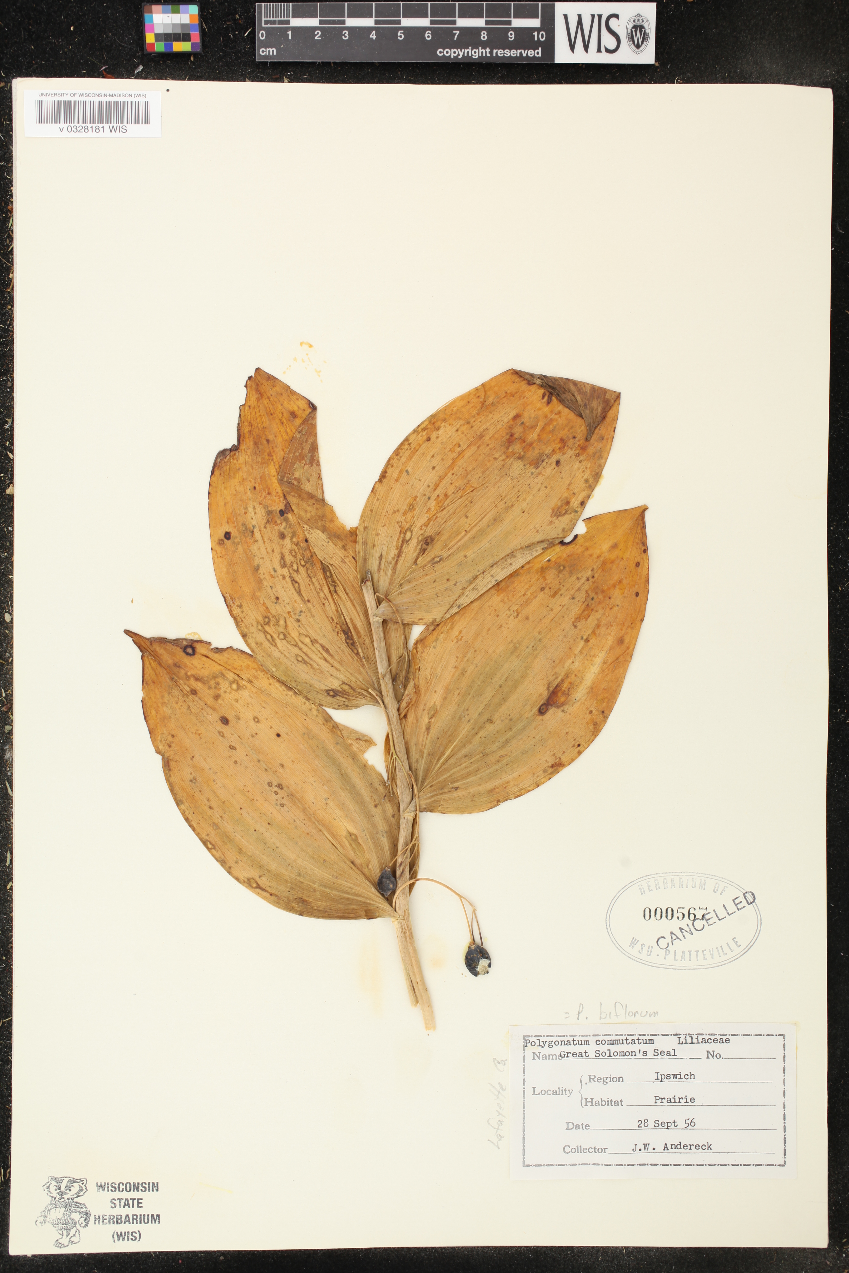 Polygonatum biflorum image