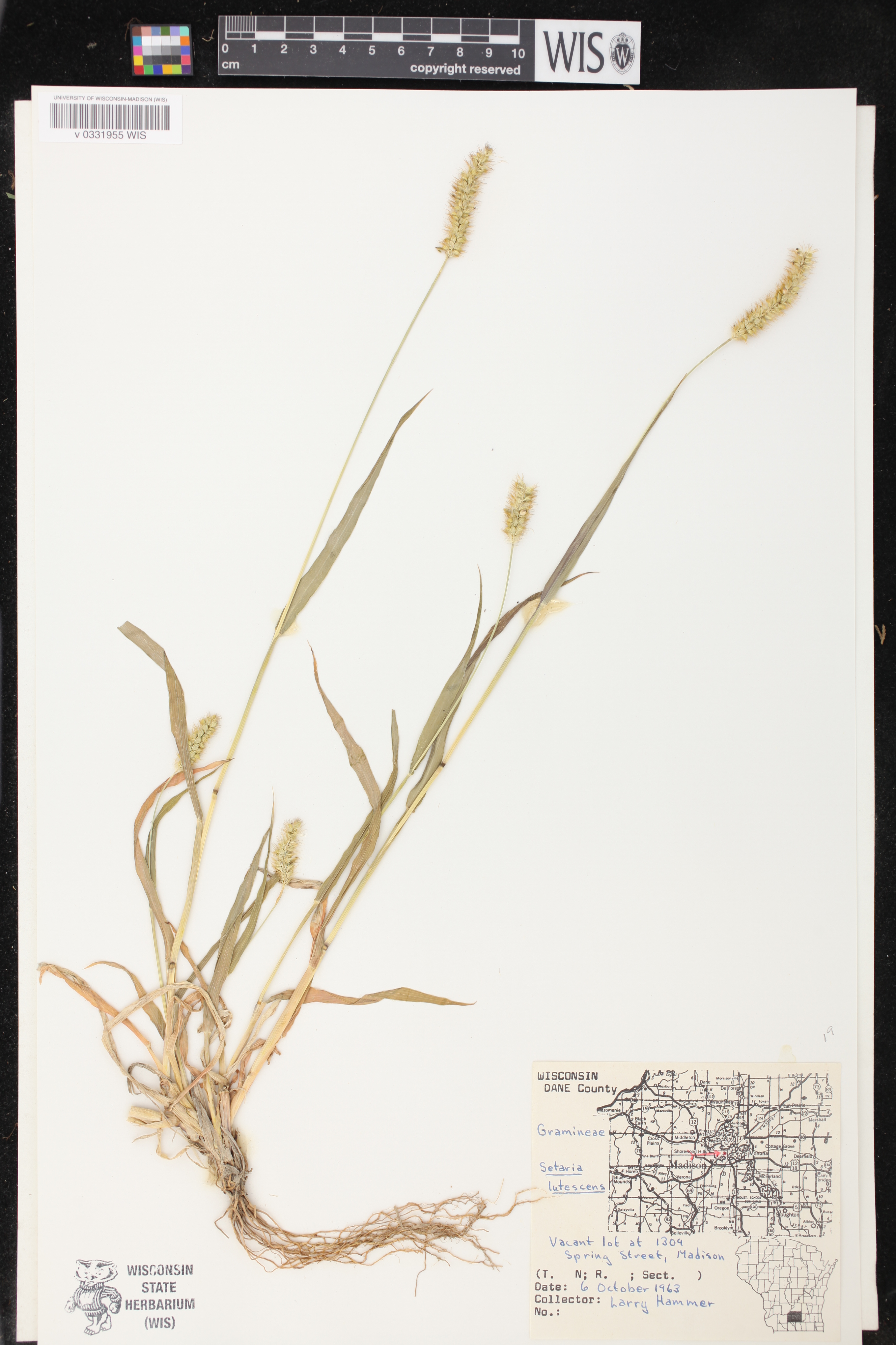 Setaria pumila image
