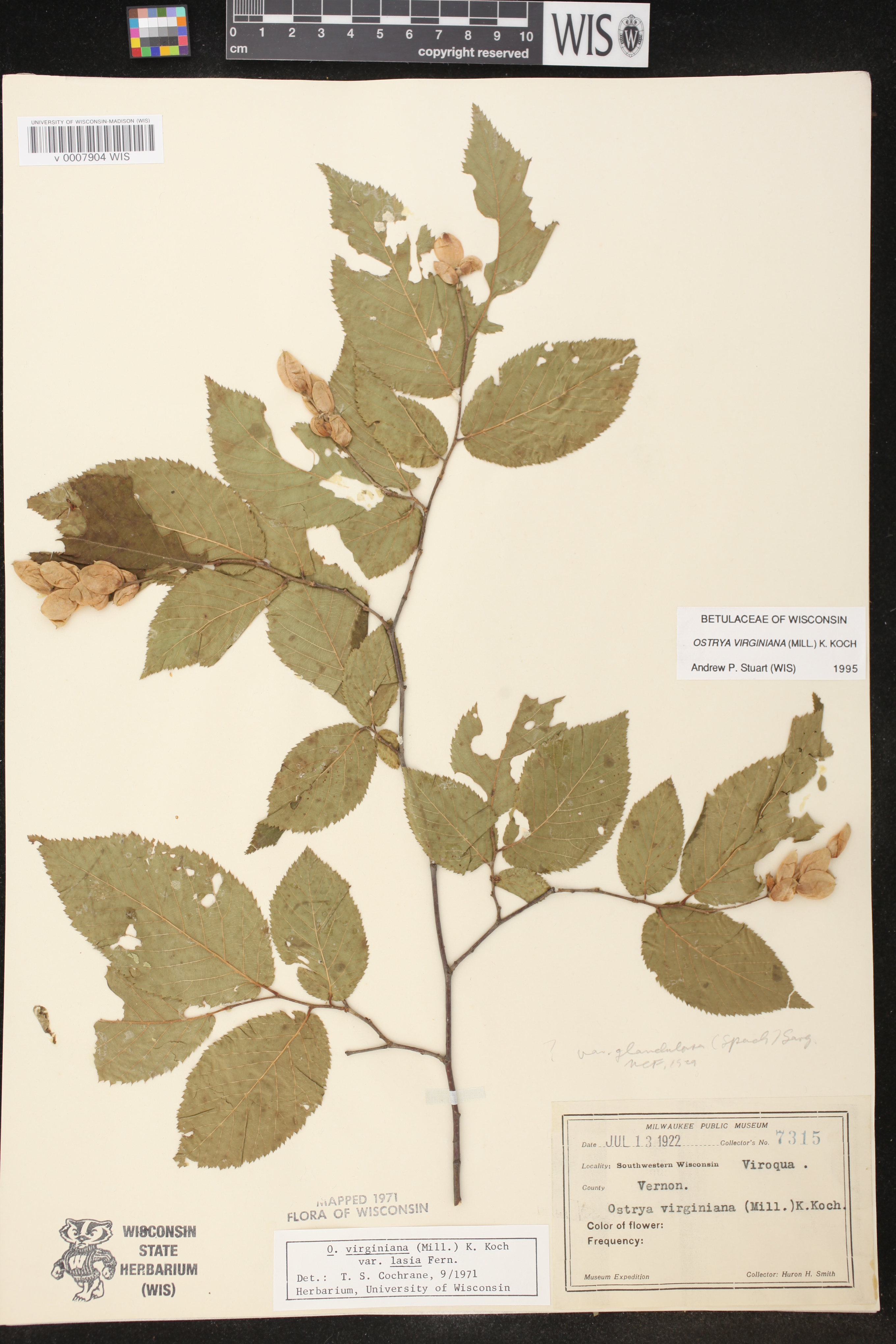 Ostrya virginiana image