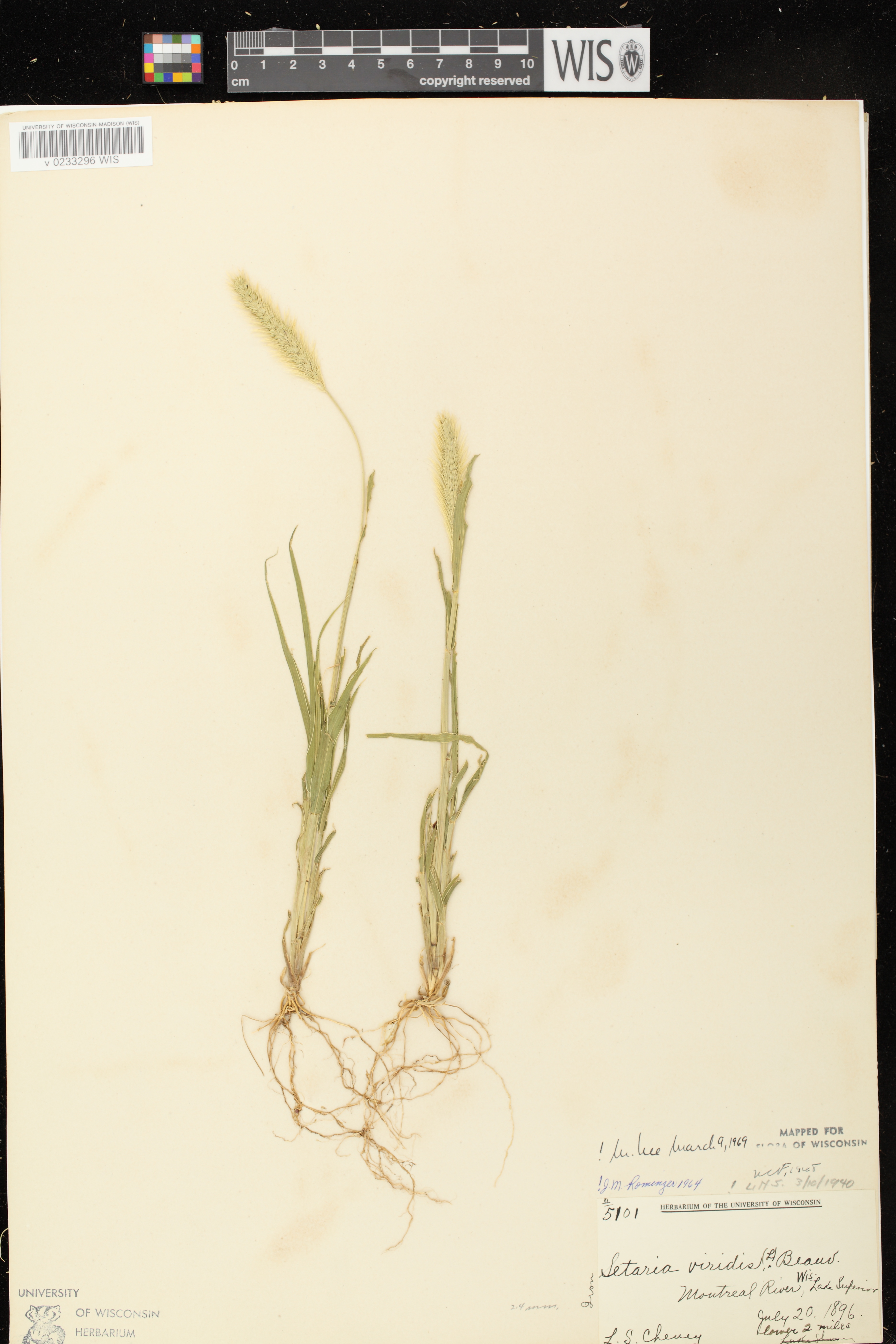Setaria viridis var. viridis image
