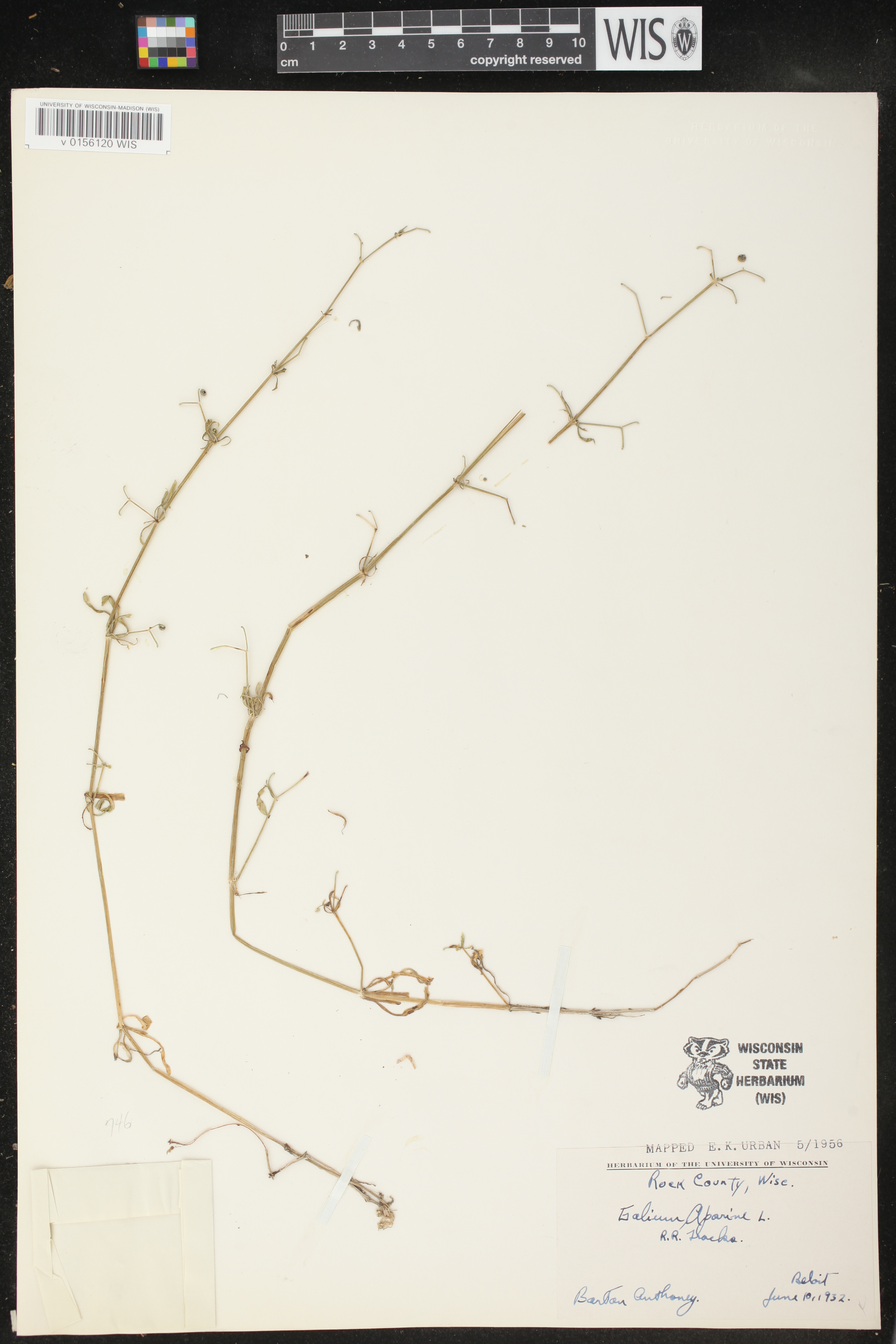 Galium aparine image