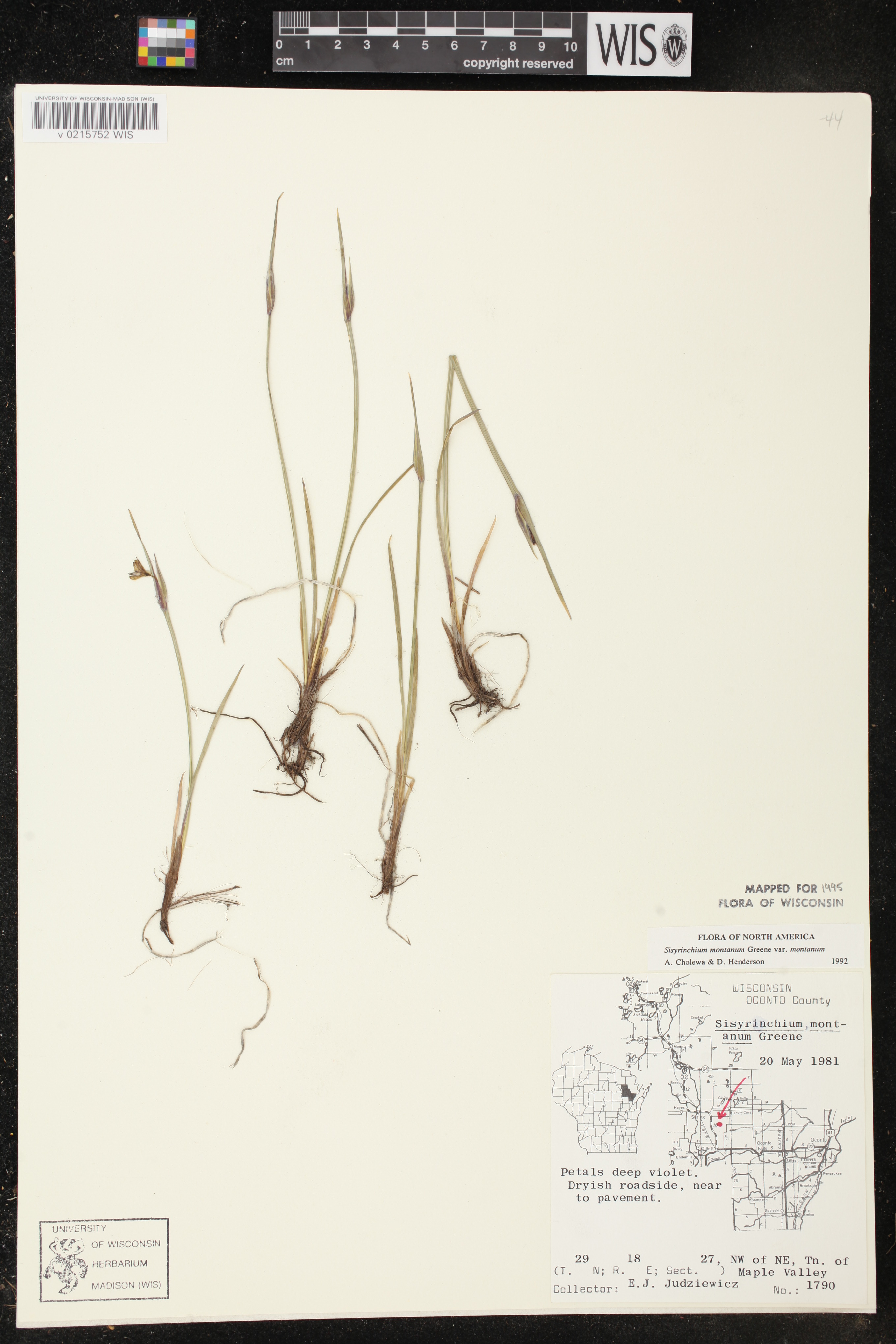 Sisyrinchium montanum image