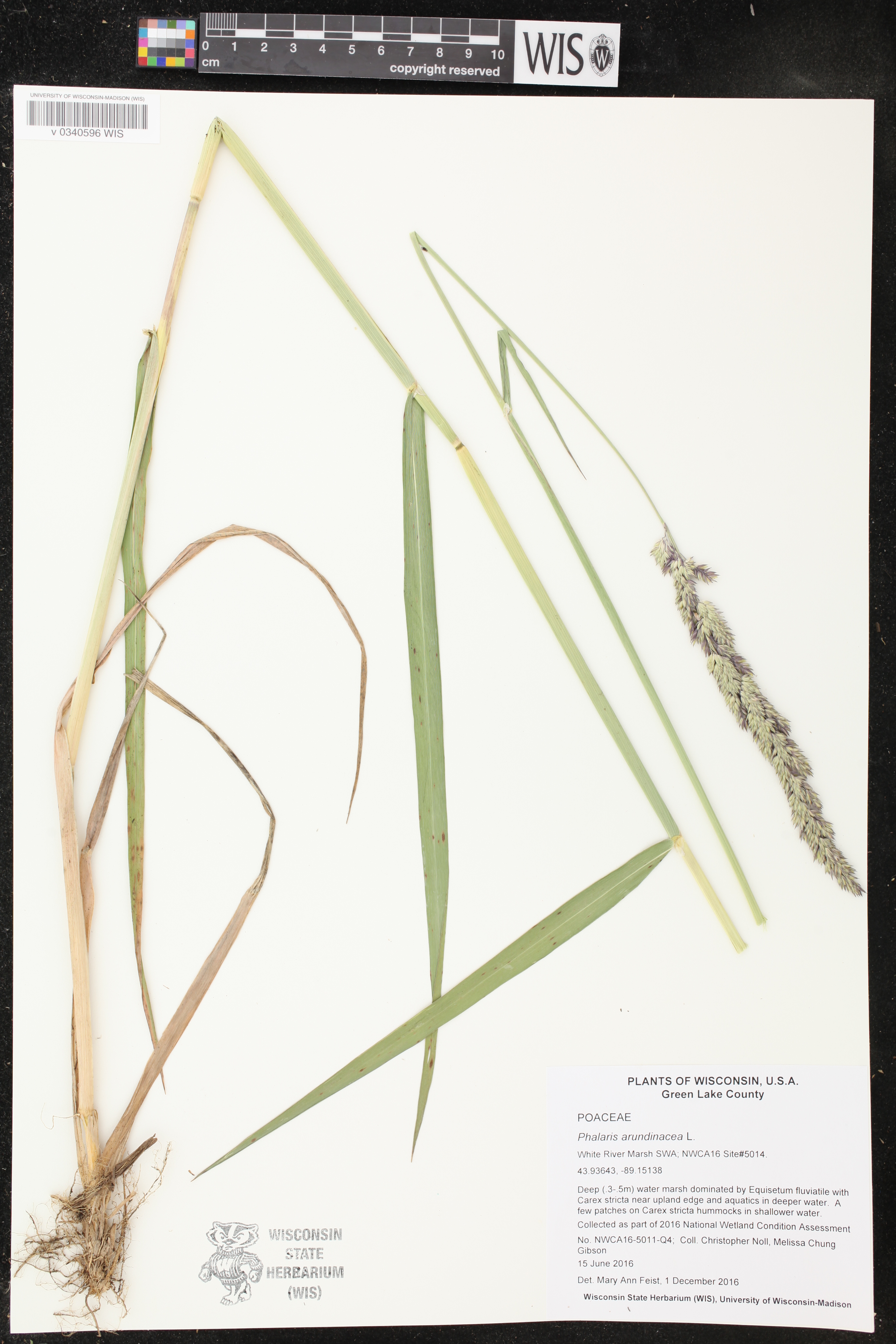 Phalaris arundinacea image