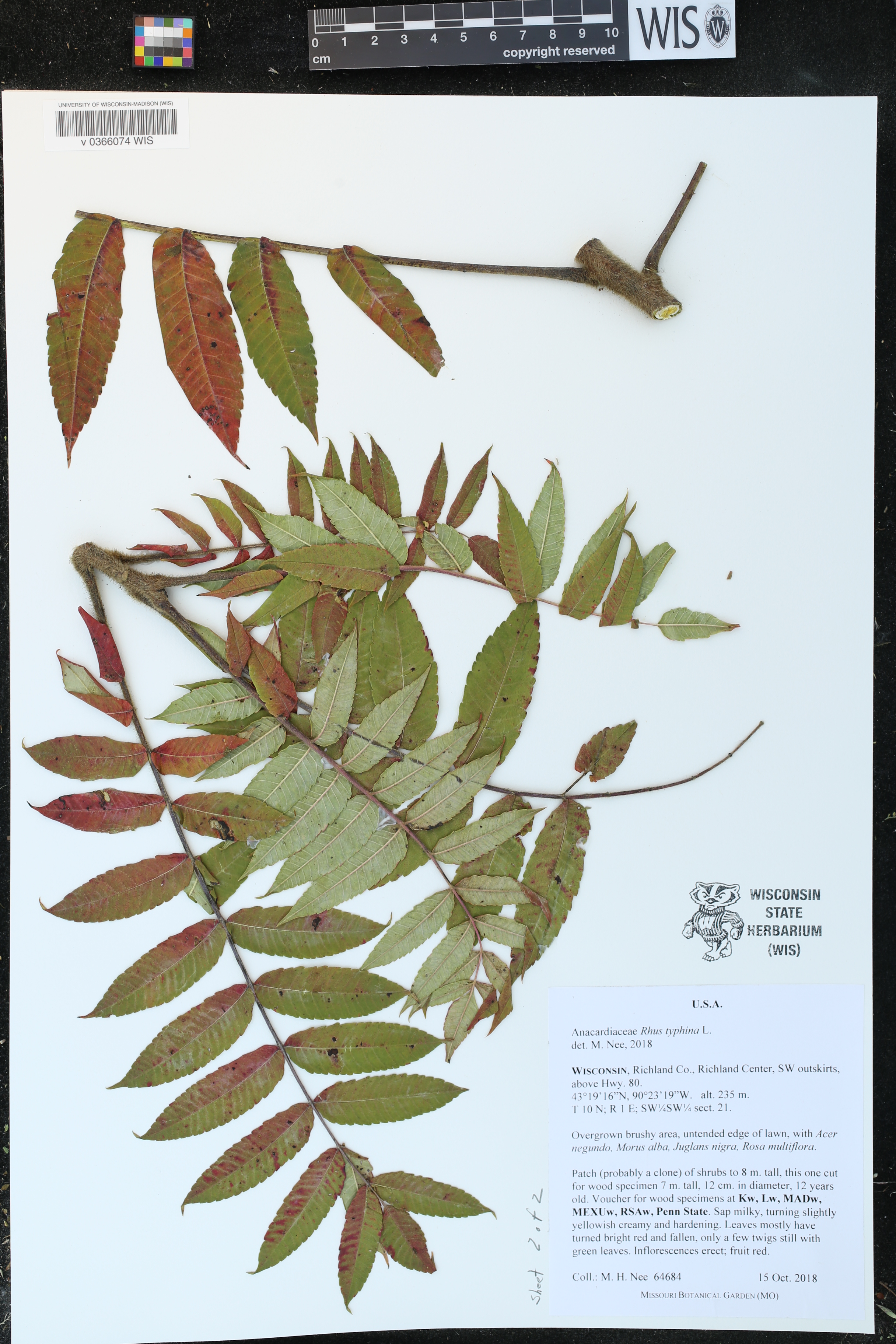 Rhus typhina image