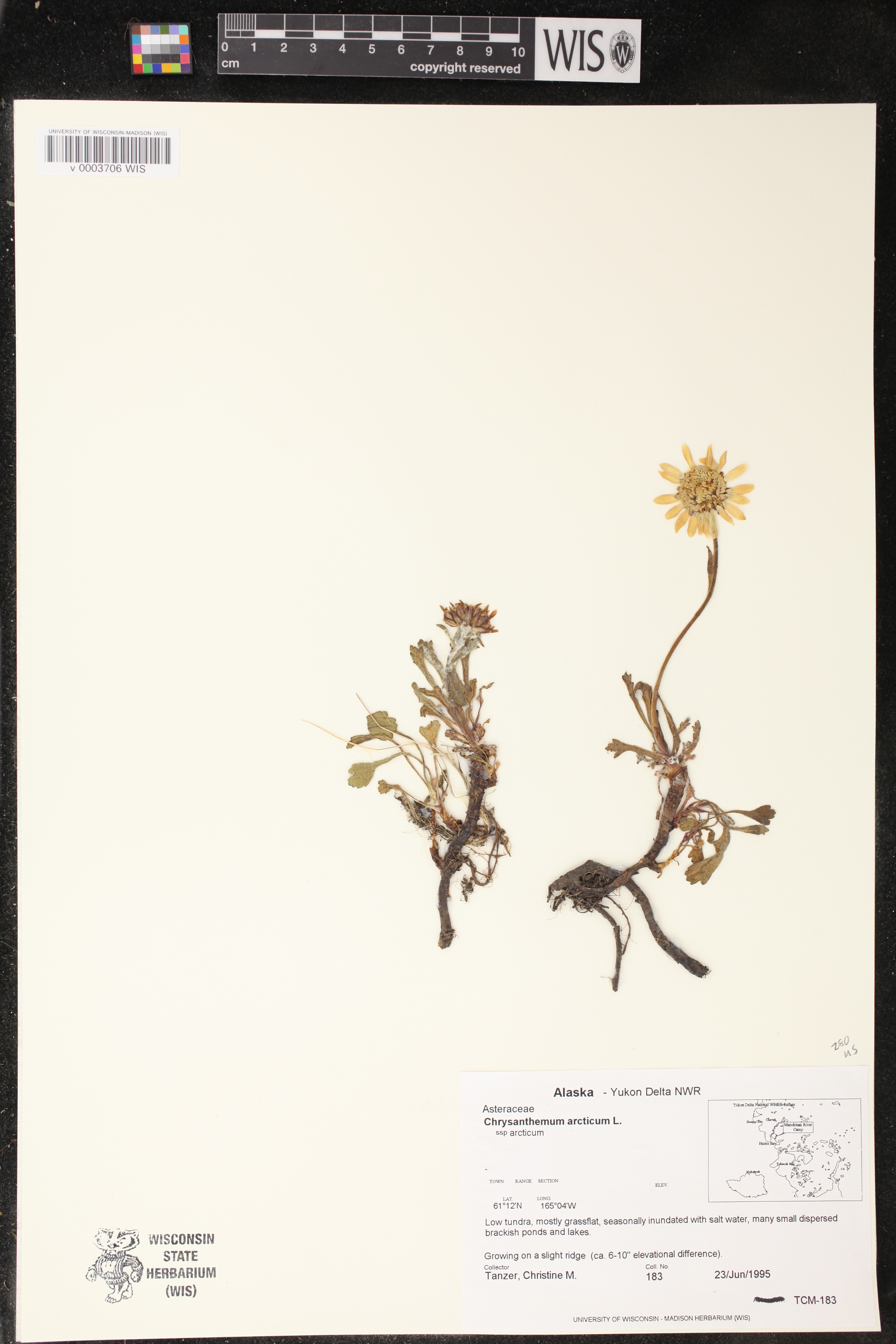 Chrysanthemum arcticum subsp. arcticum image