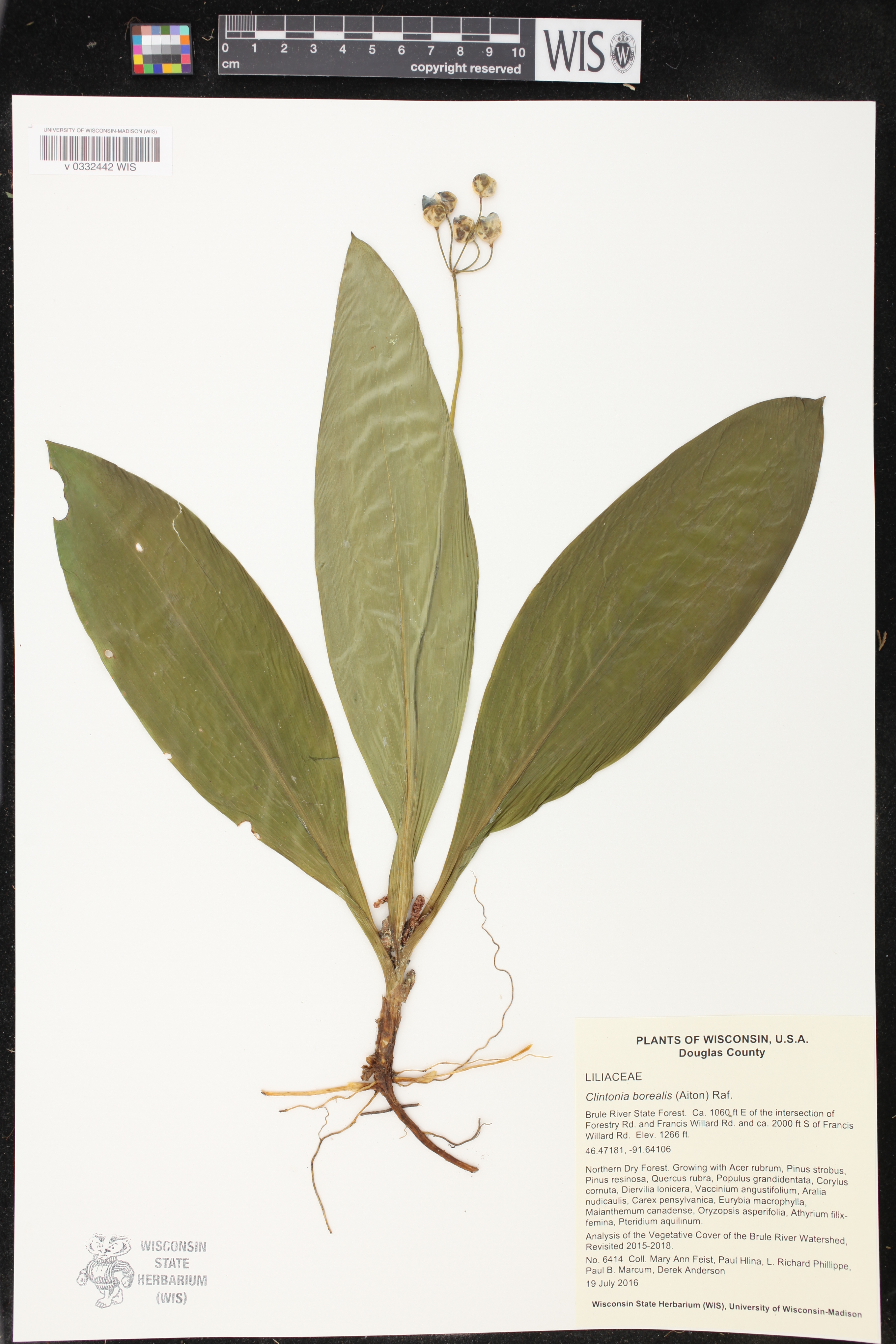 Clintonia borealis image