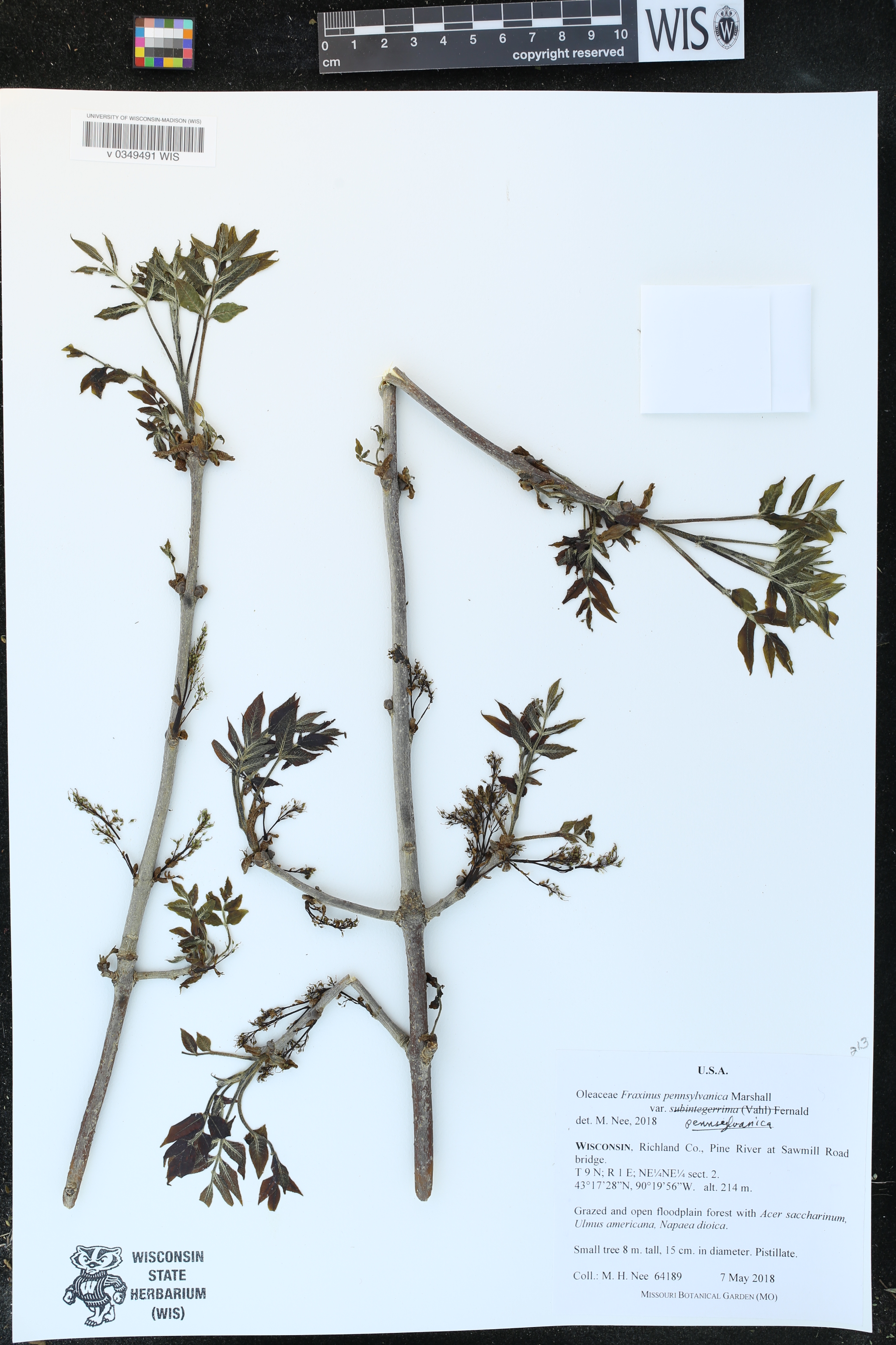 Fraxinus pennsylvanica image
