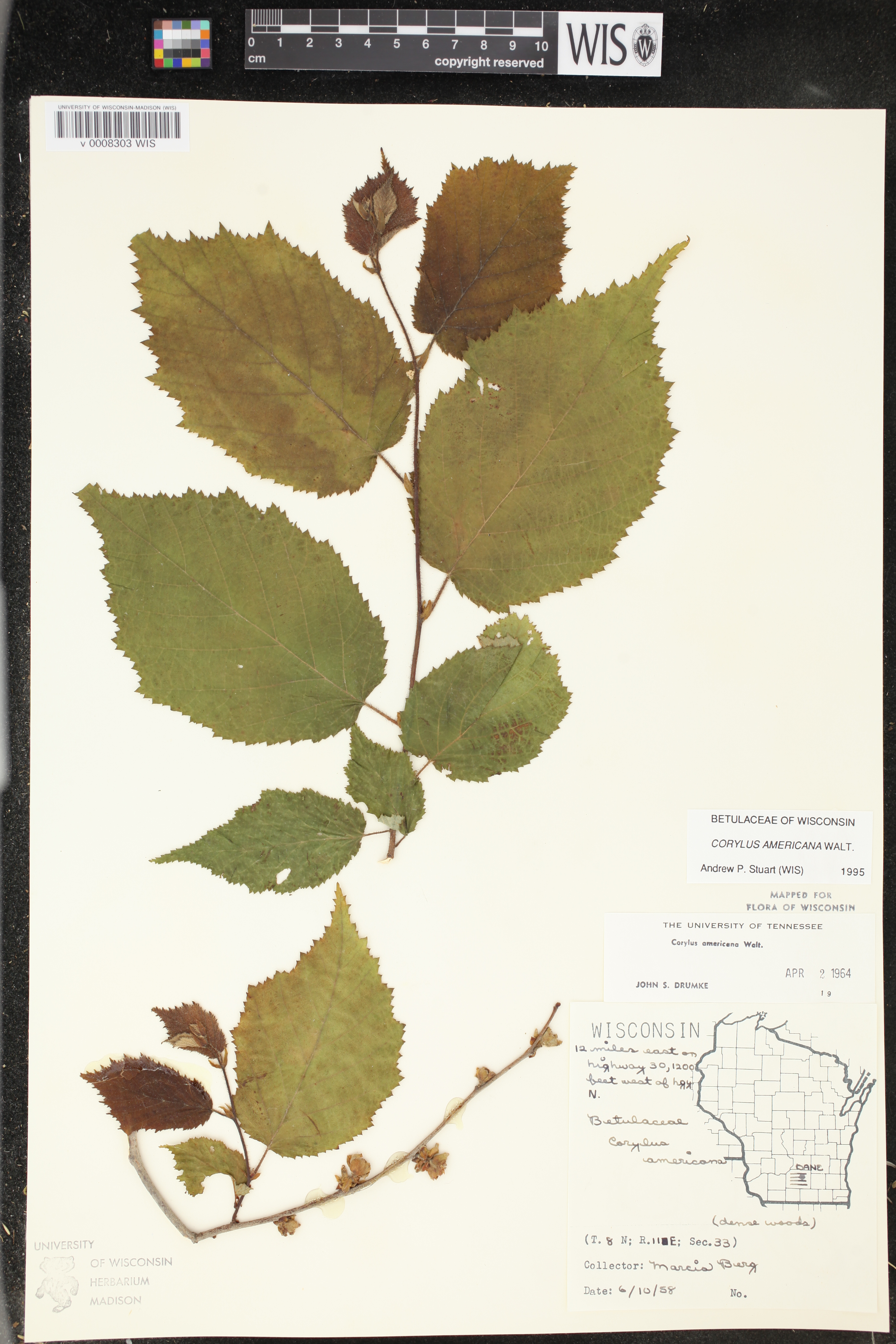 Corylus americana image