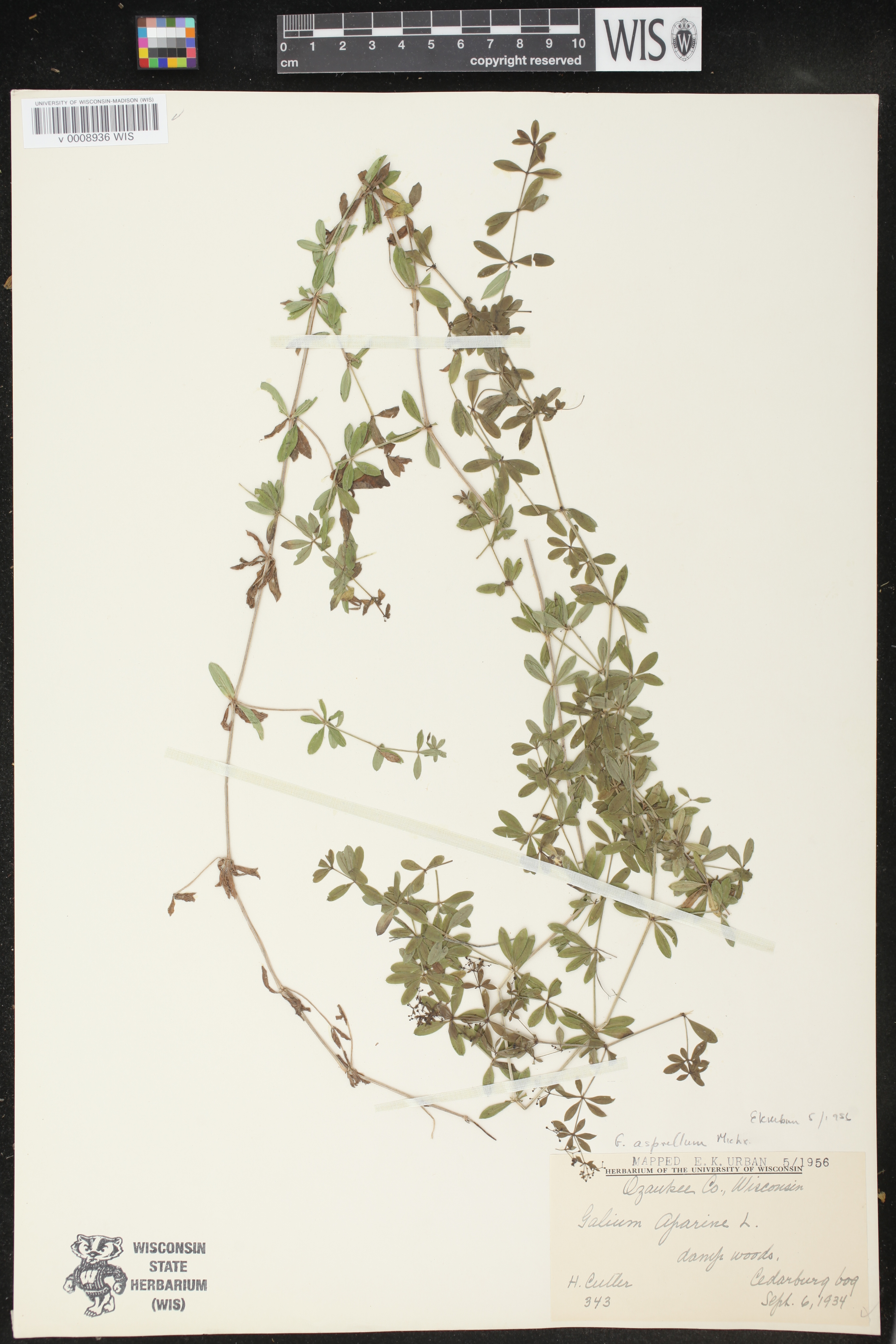 Galium asprellum image