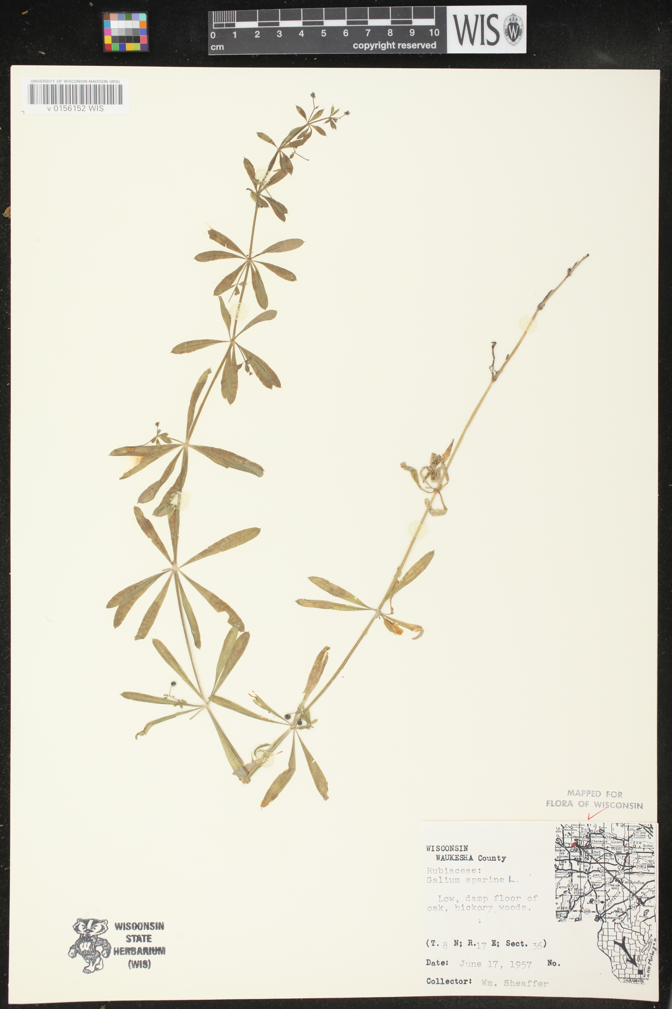 Galium aparine image
