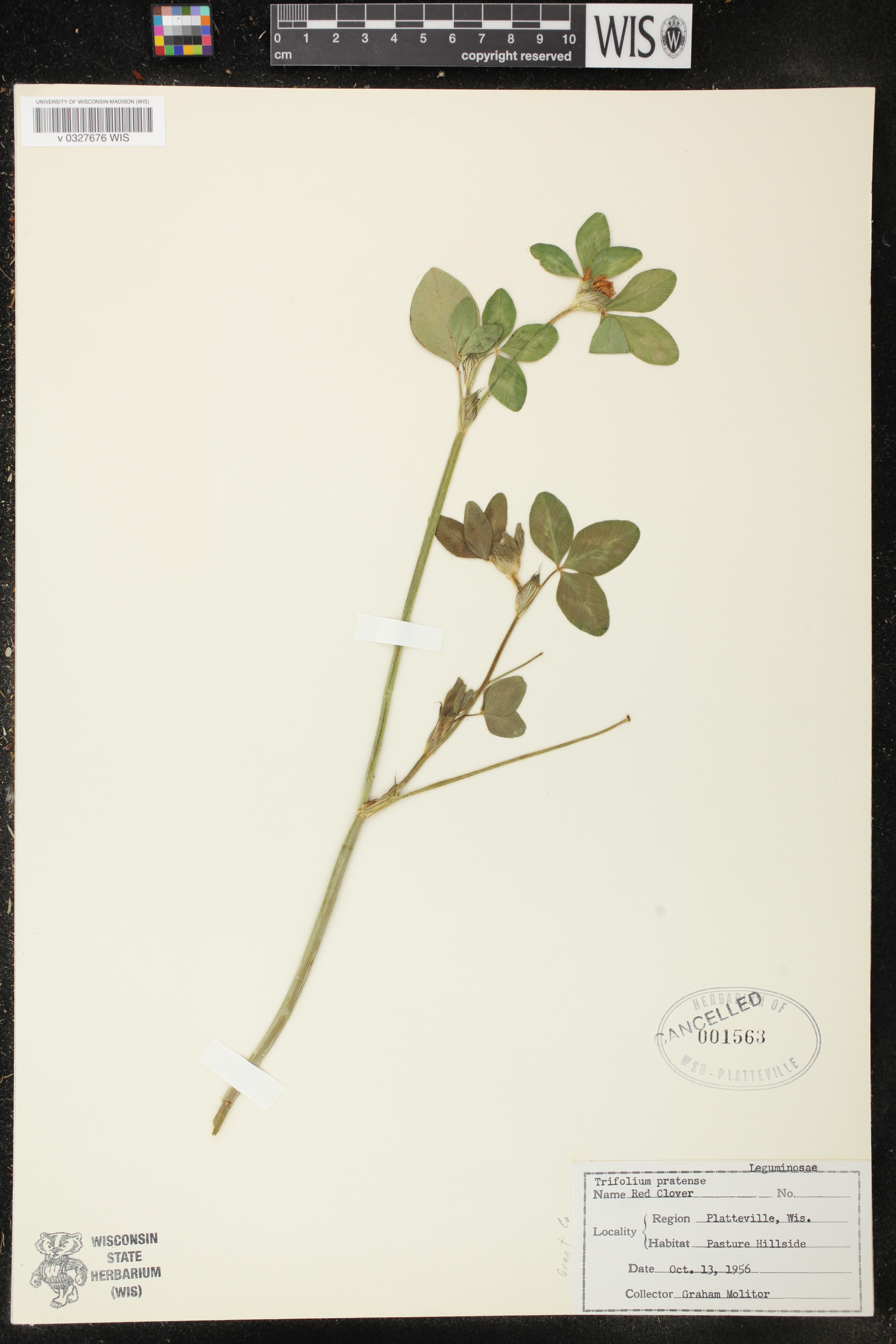 Trifolium pratense image