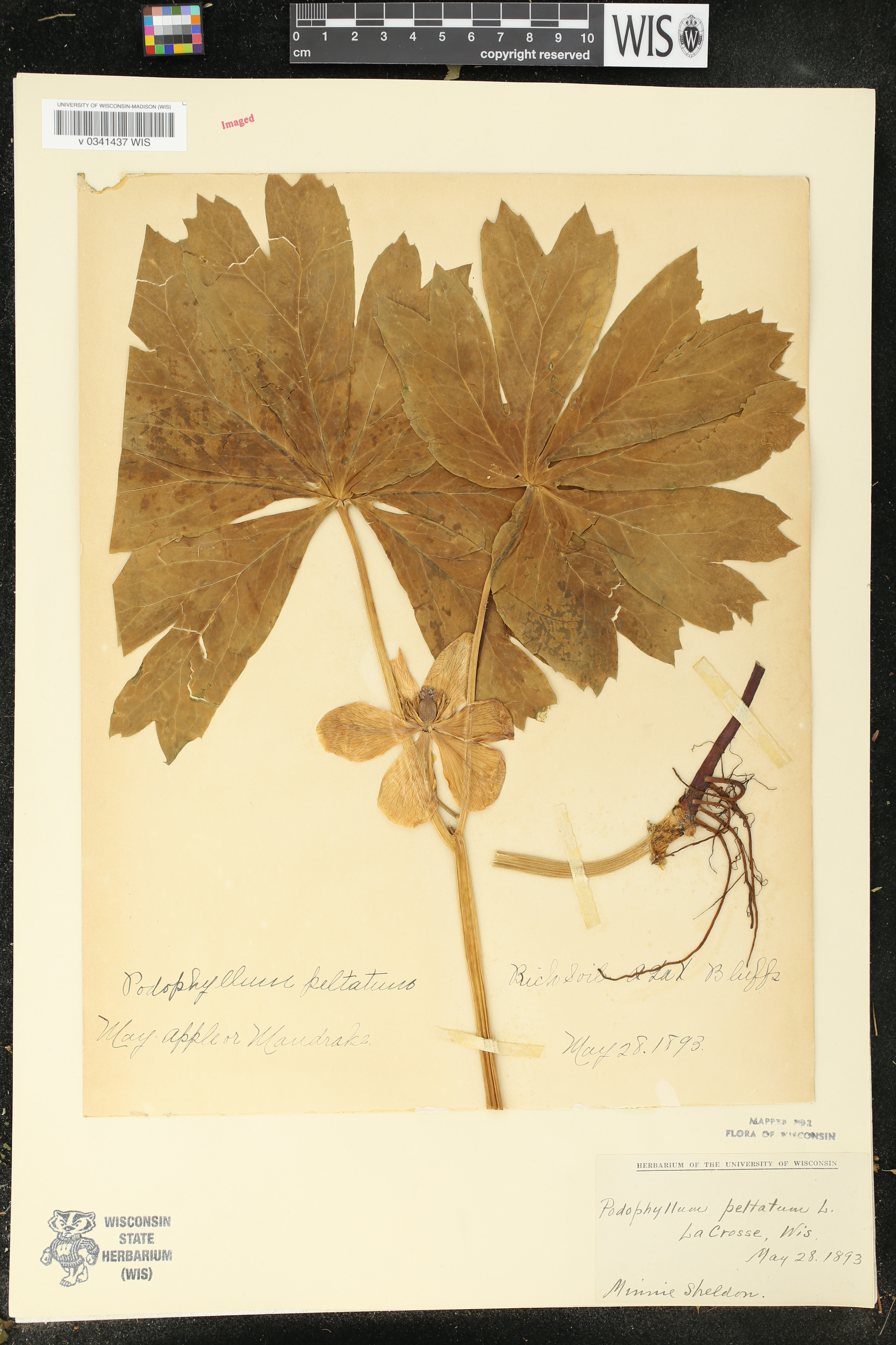 Podophyllum peltatum image