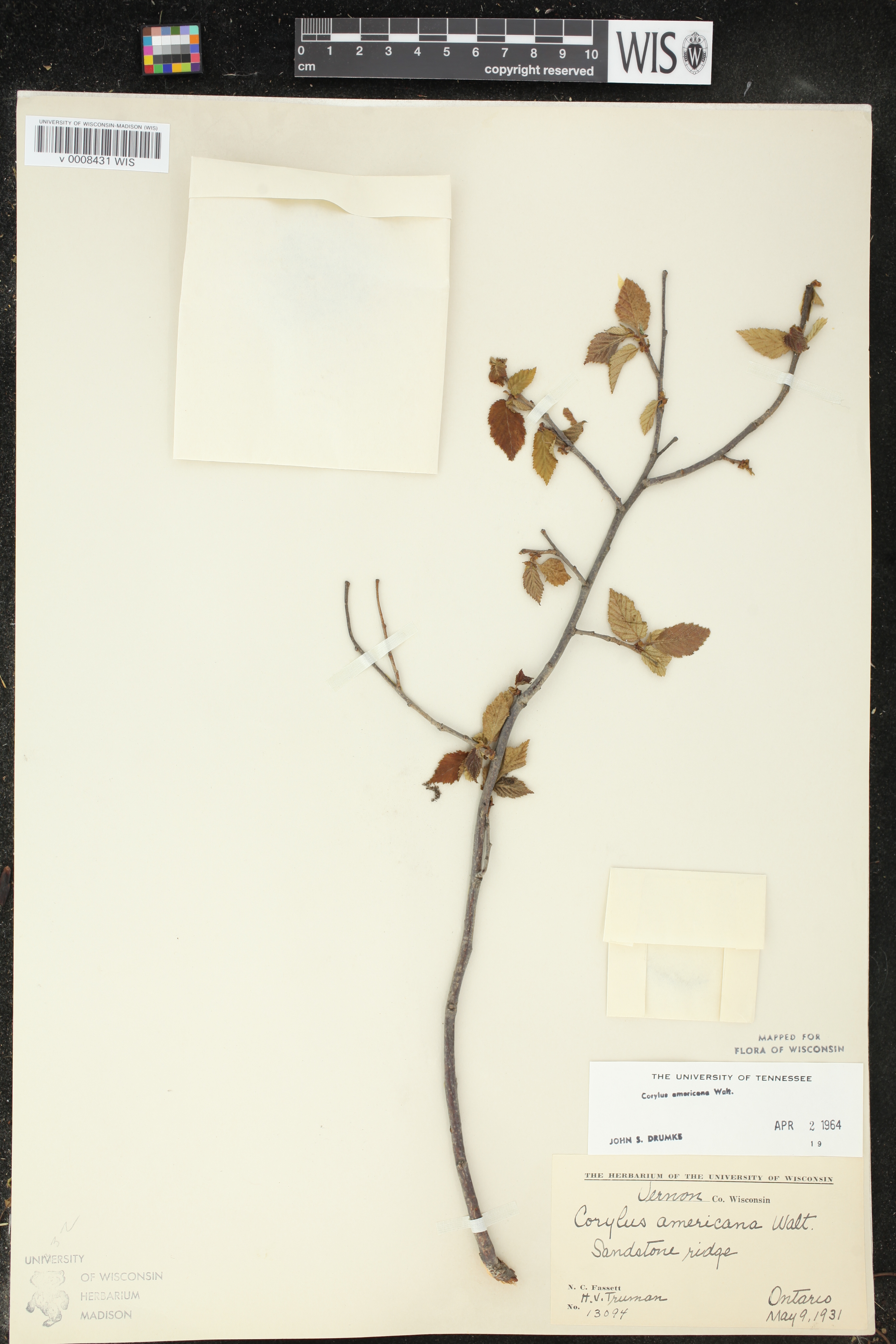 Corylus americana image