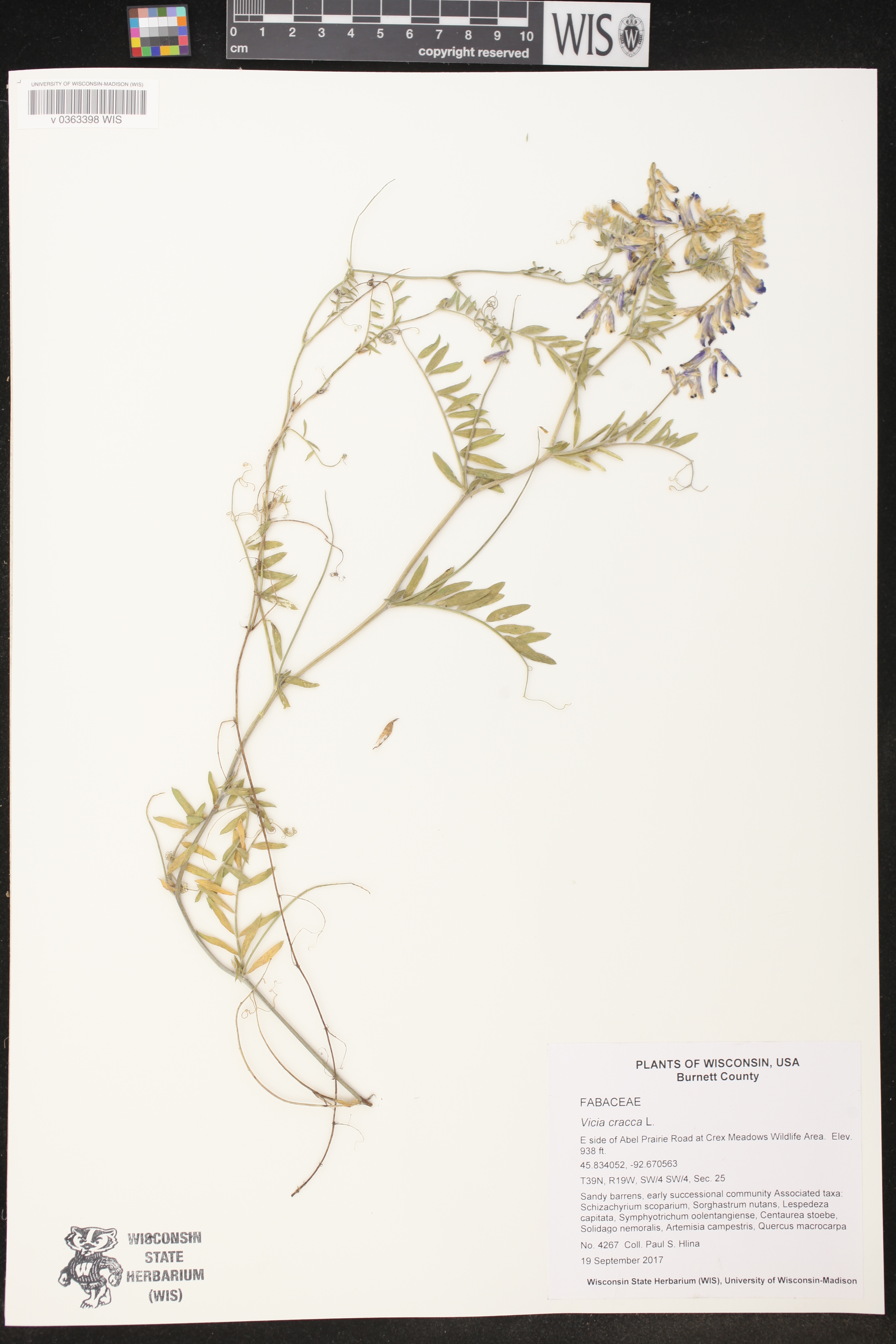 Vicia cracca image