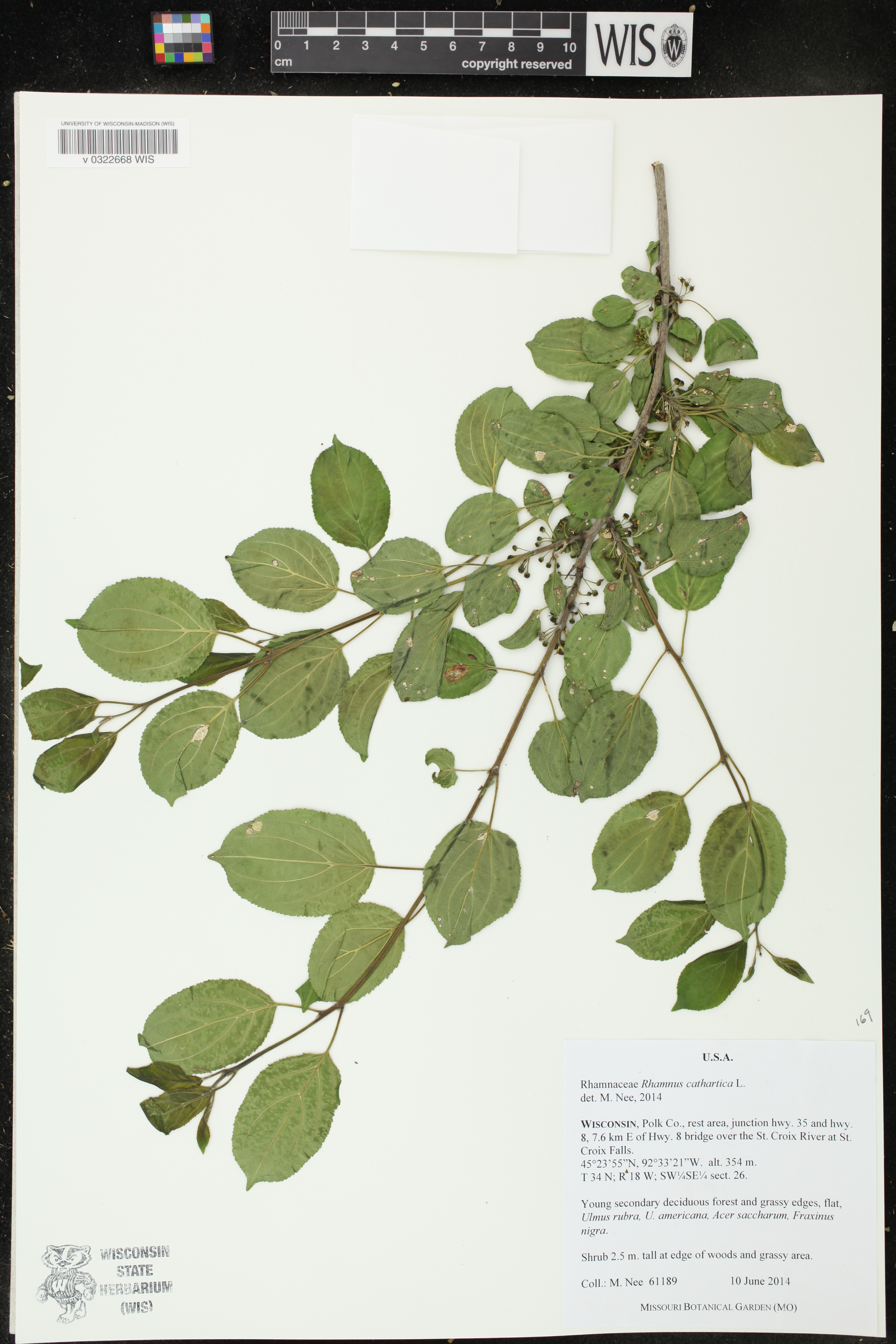 Rhamnus cathartica image