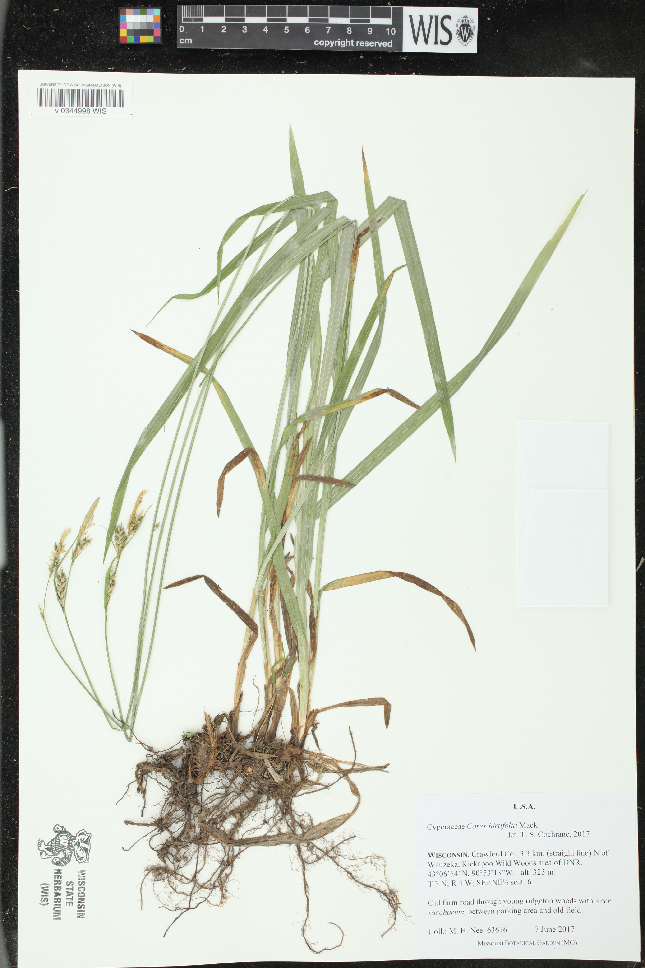 Carex hirtifolia image