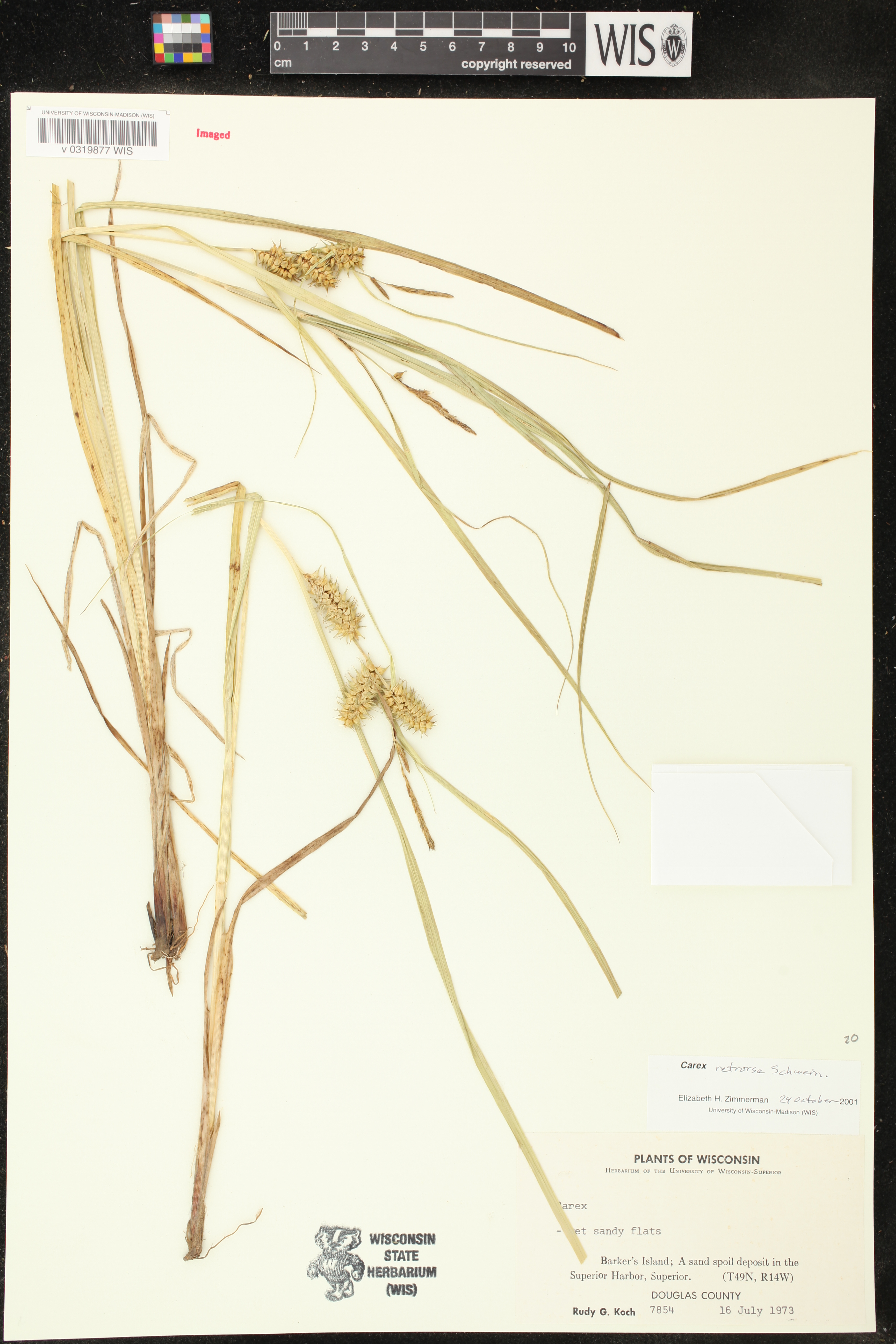 Carex retrorsa image