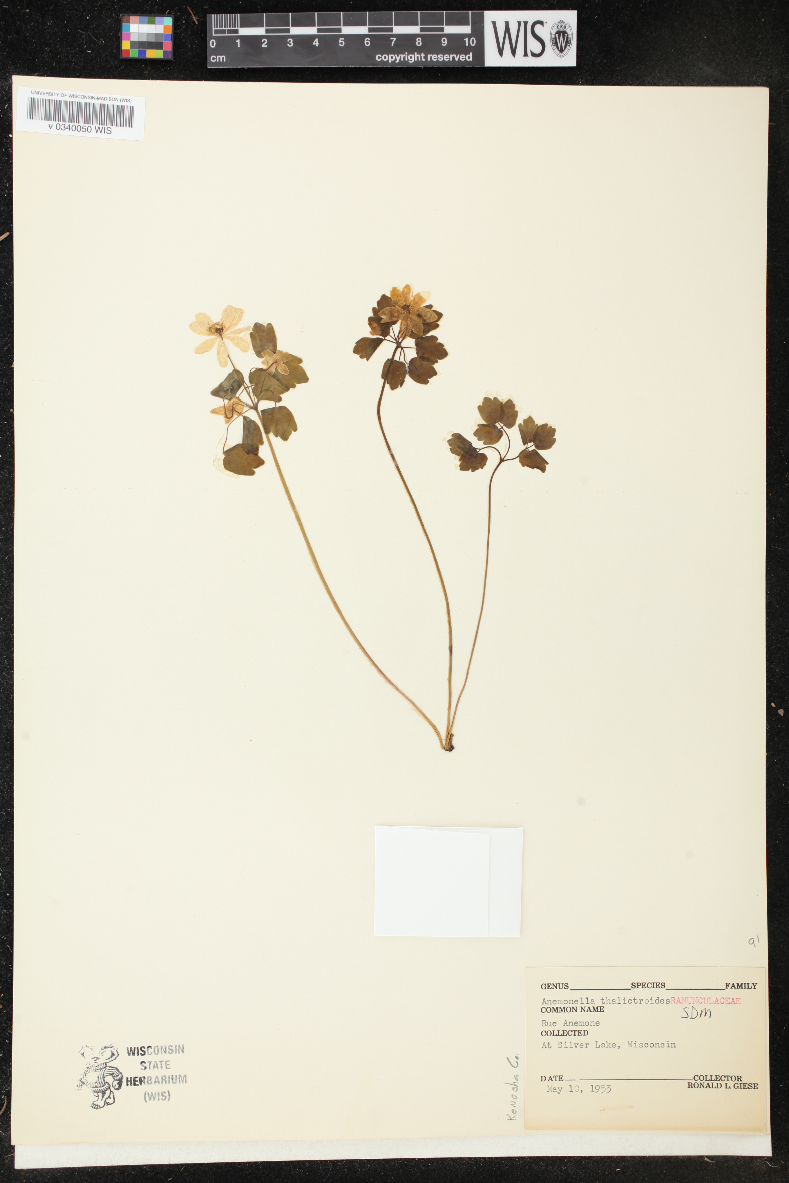 Thalictrum thalictroides image