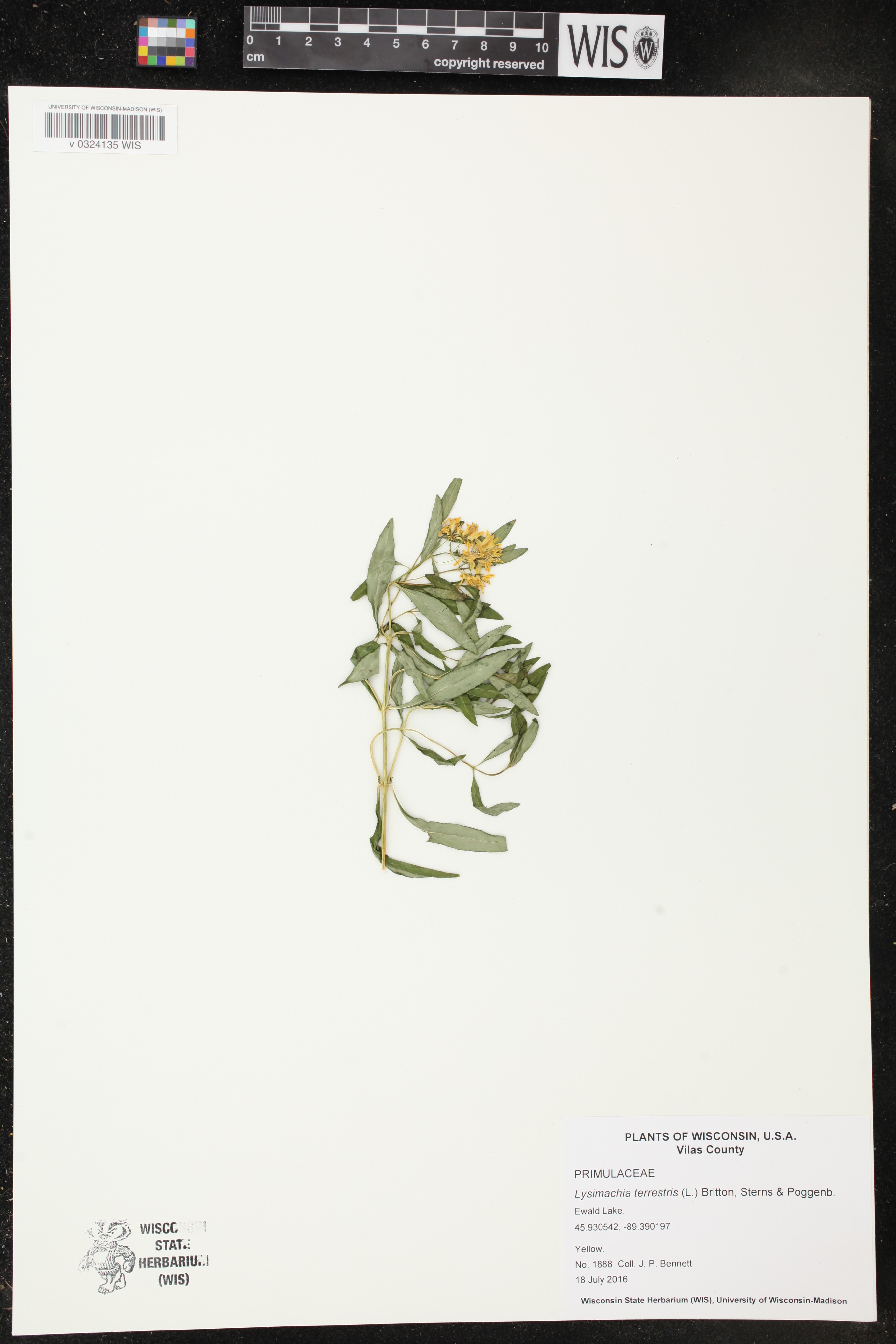 Lysimachia terrestris image