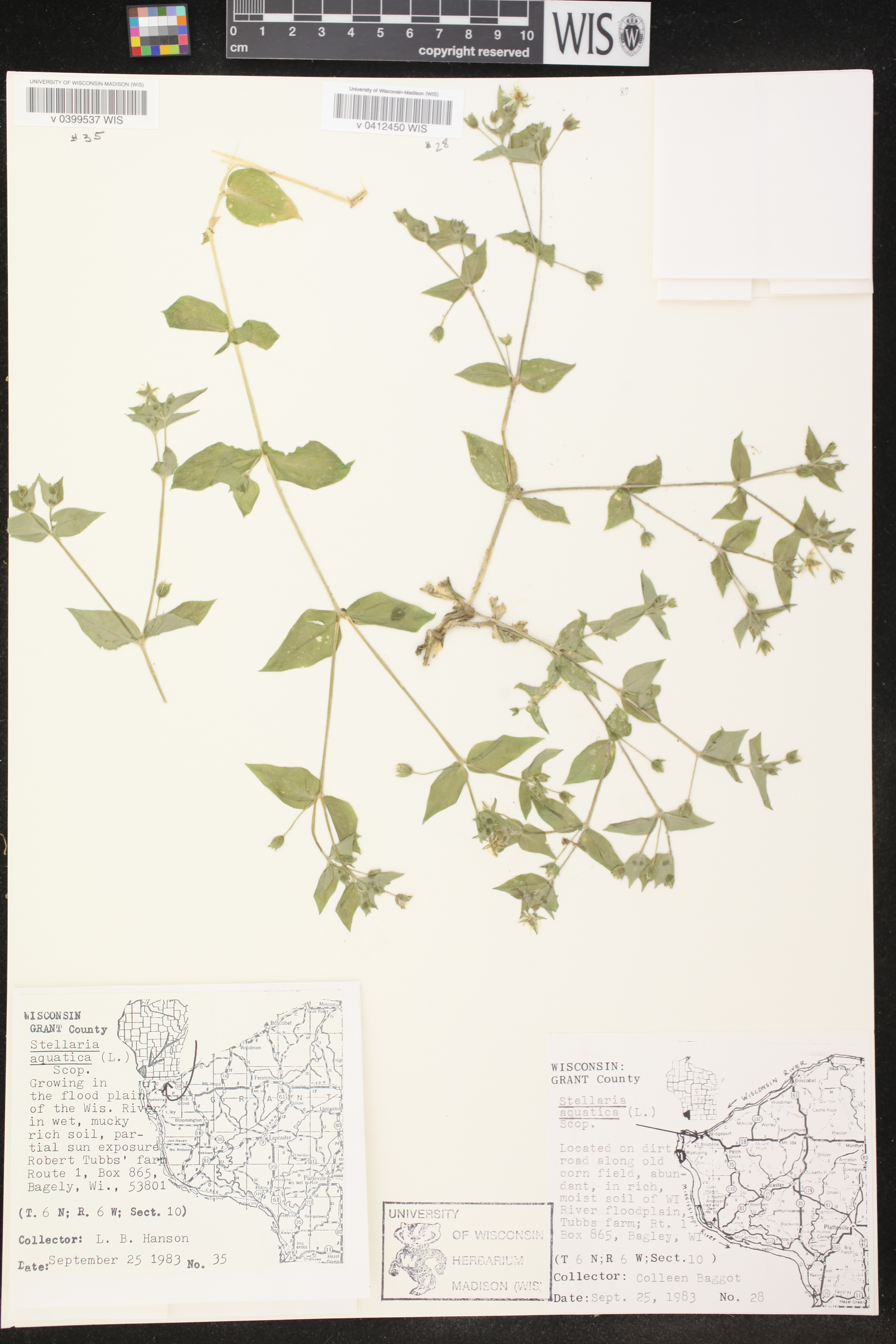 Myosoton aquaticum image