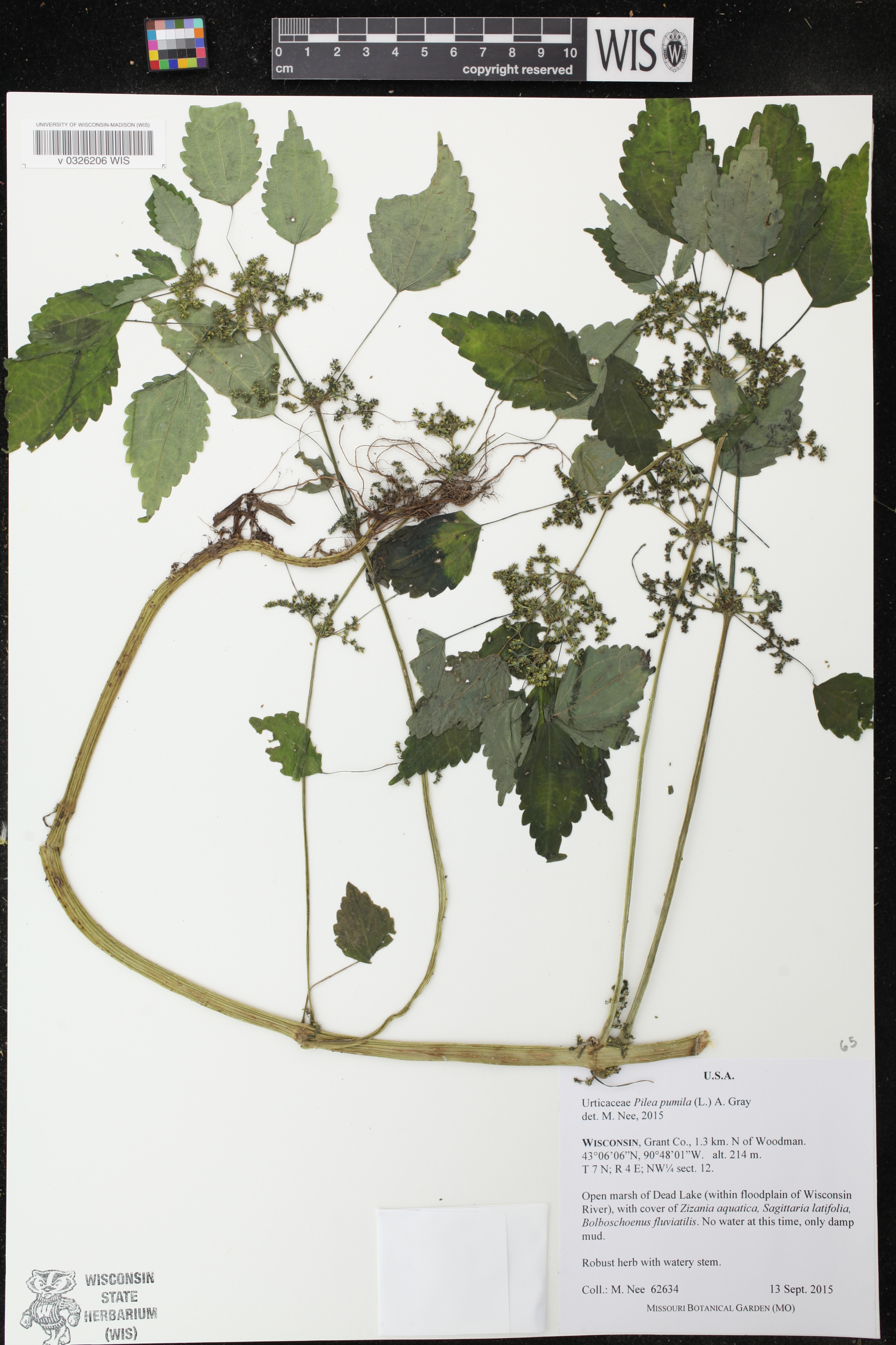 Pilea pumila image