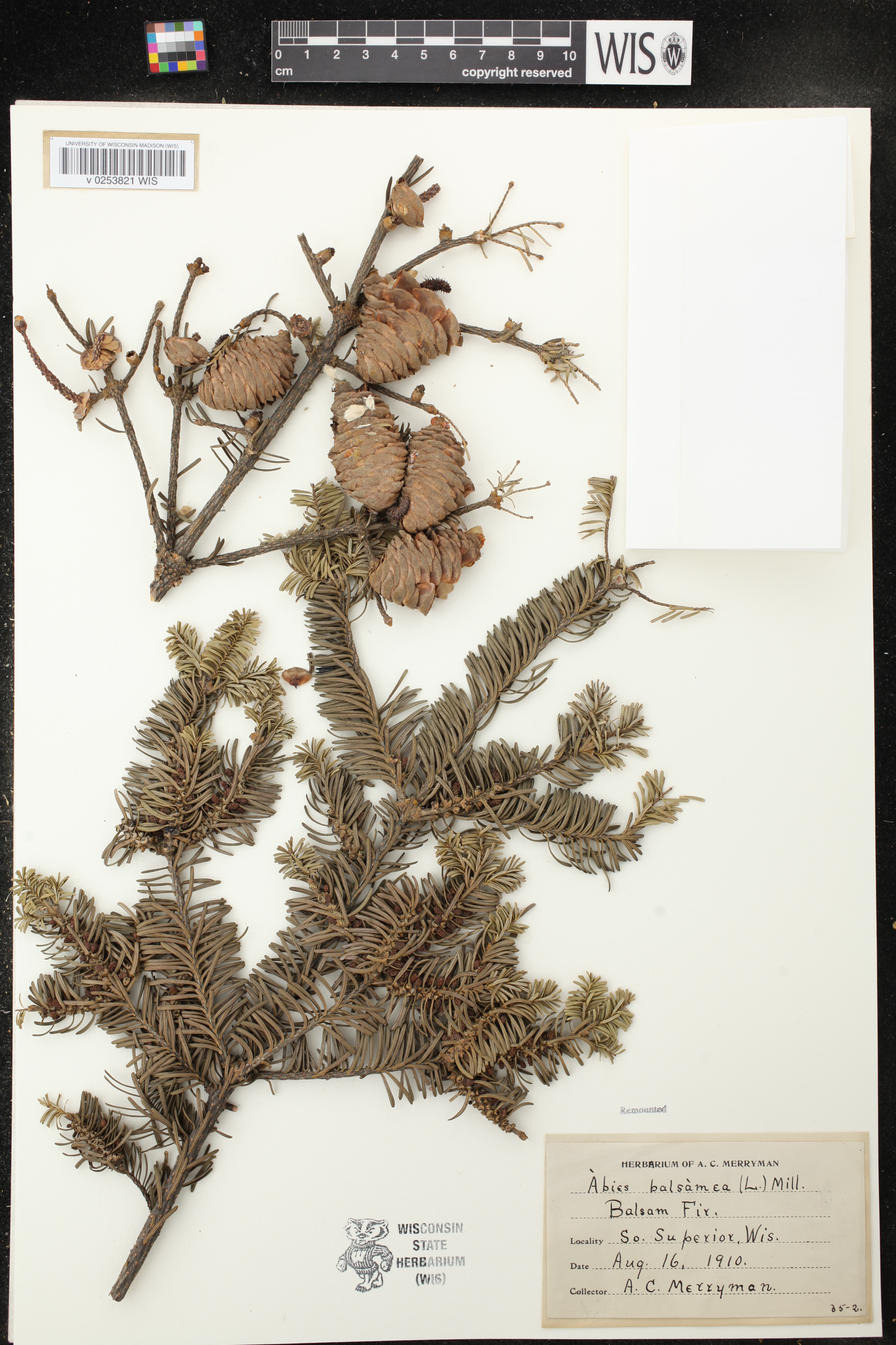 Abies balsamea image