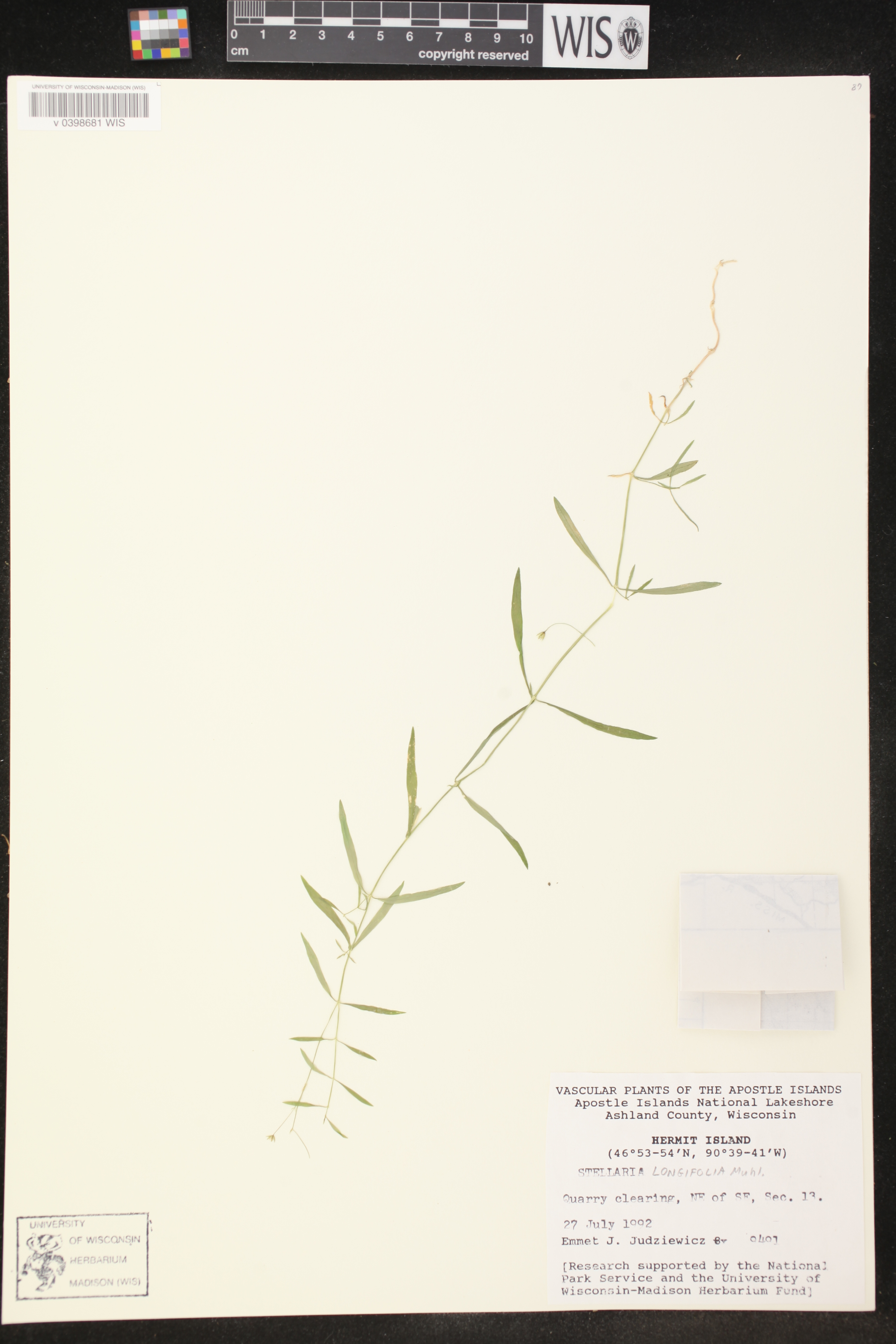 Stellaria longifolia image