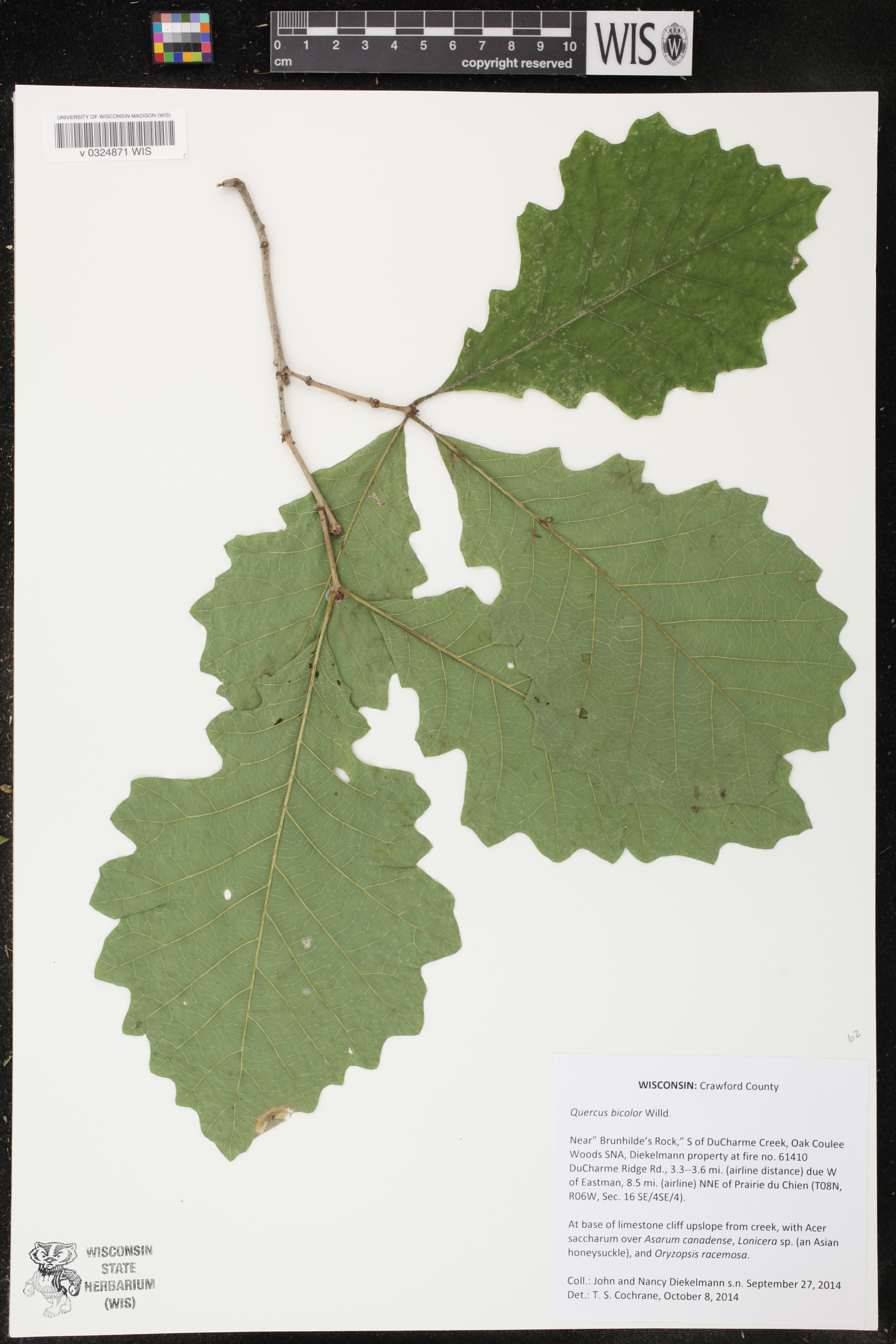 Quercus bicolor image