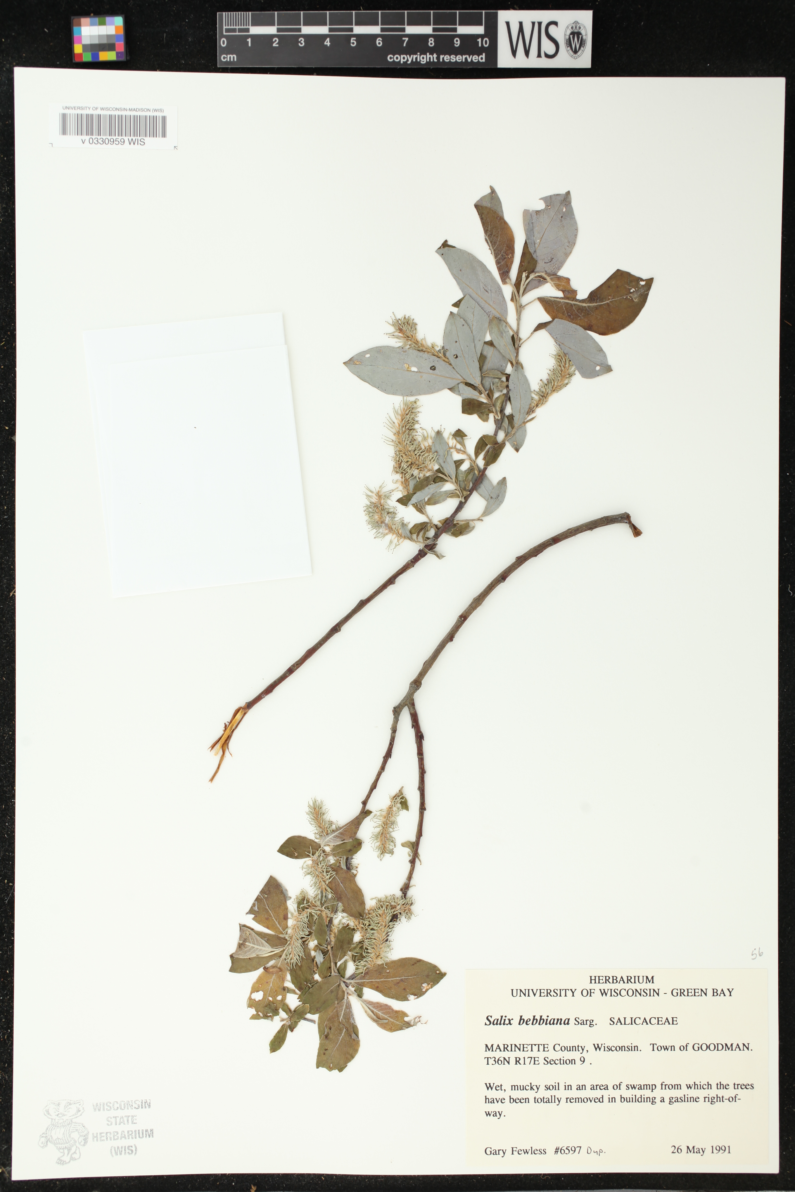 Salix bebbiana image