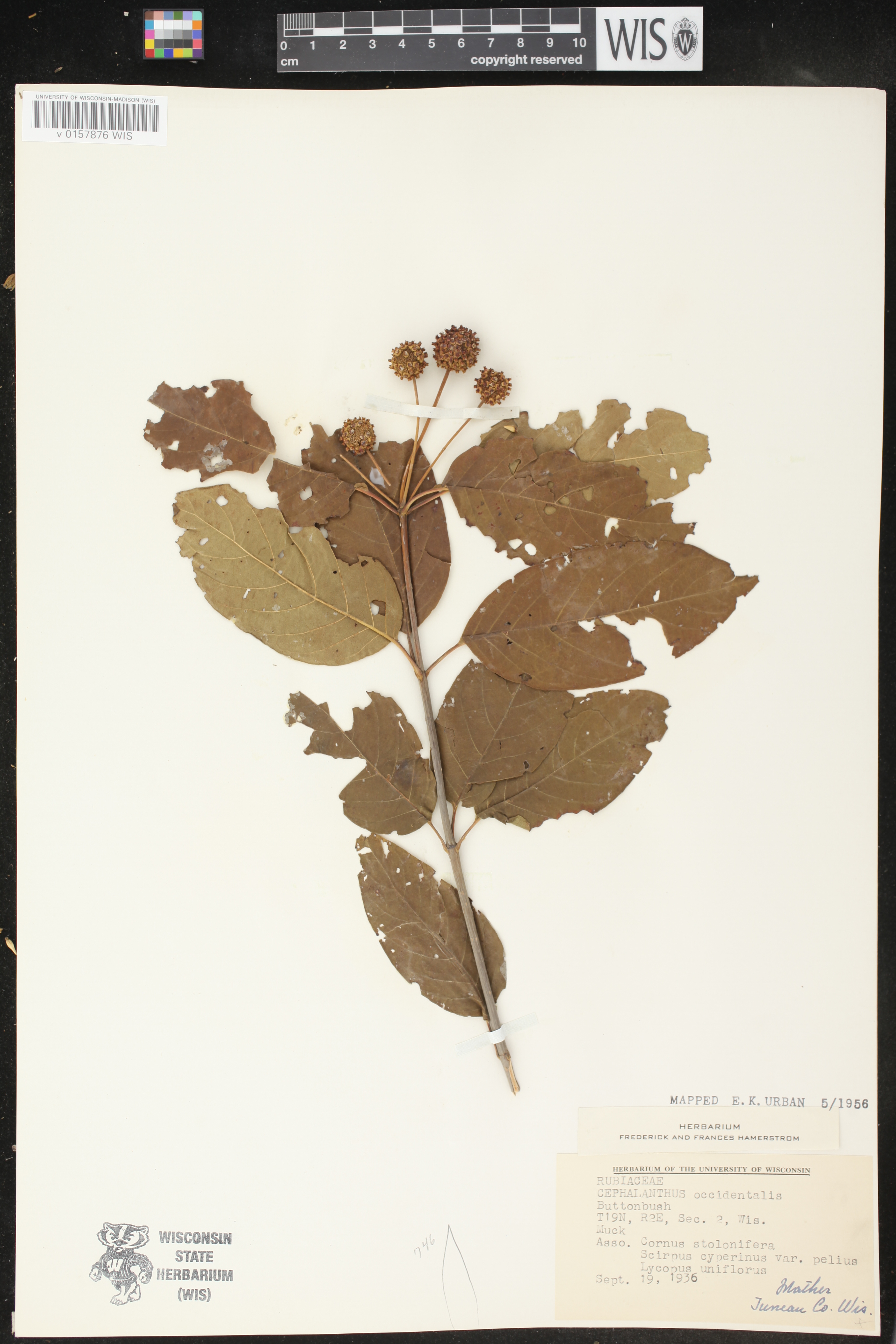 Cephalanthus occidentalis image