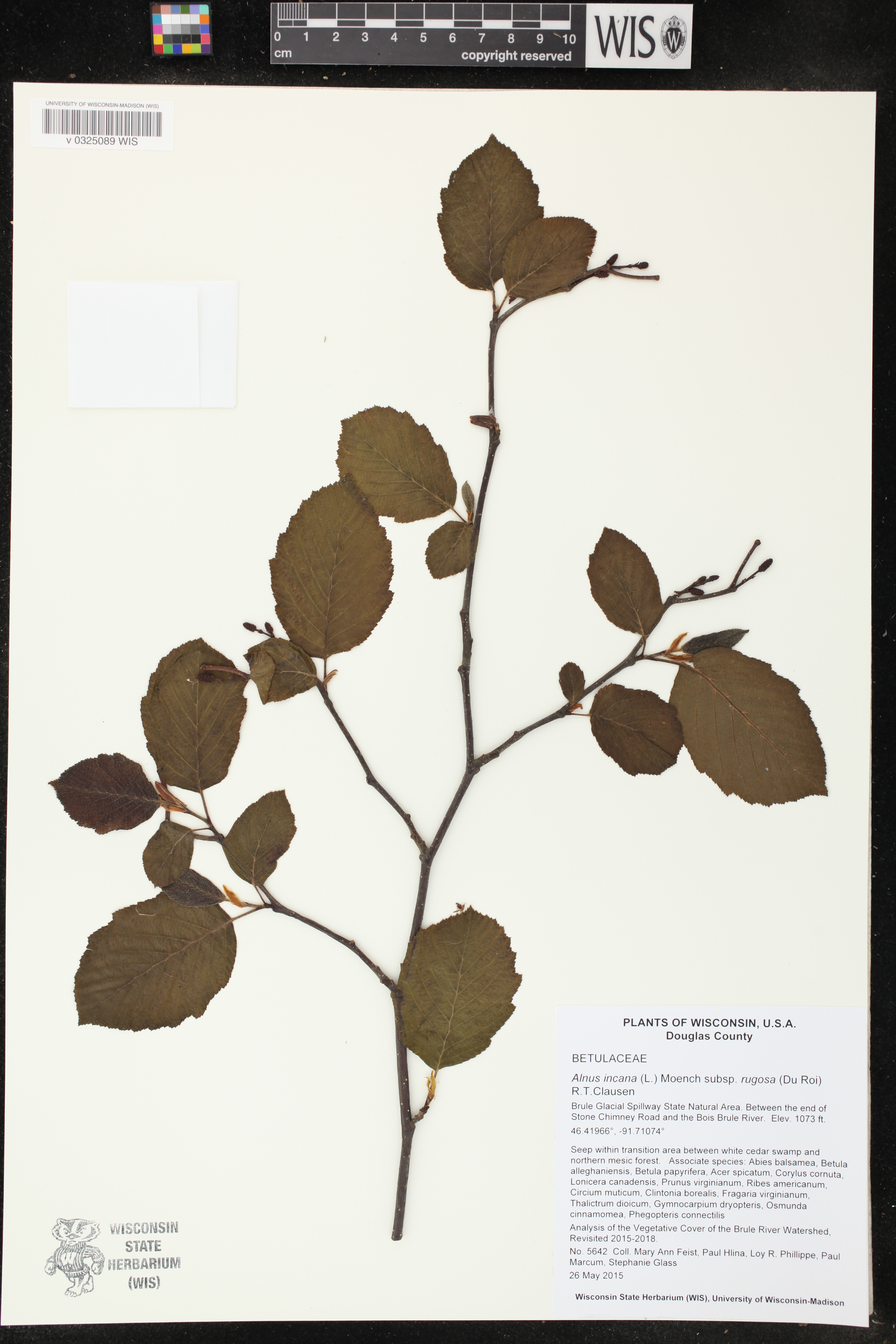 Alnus incana image