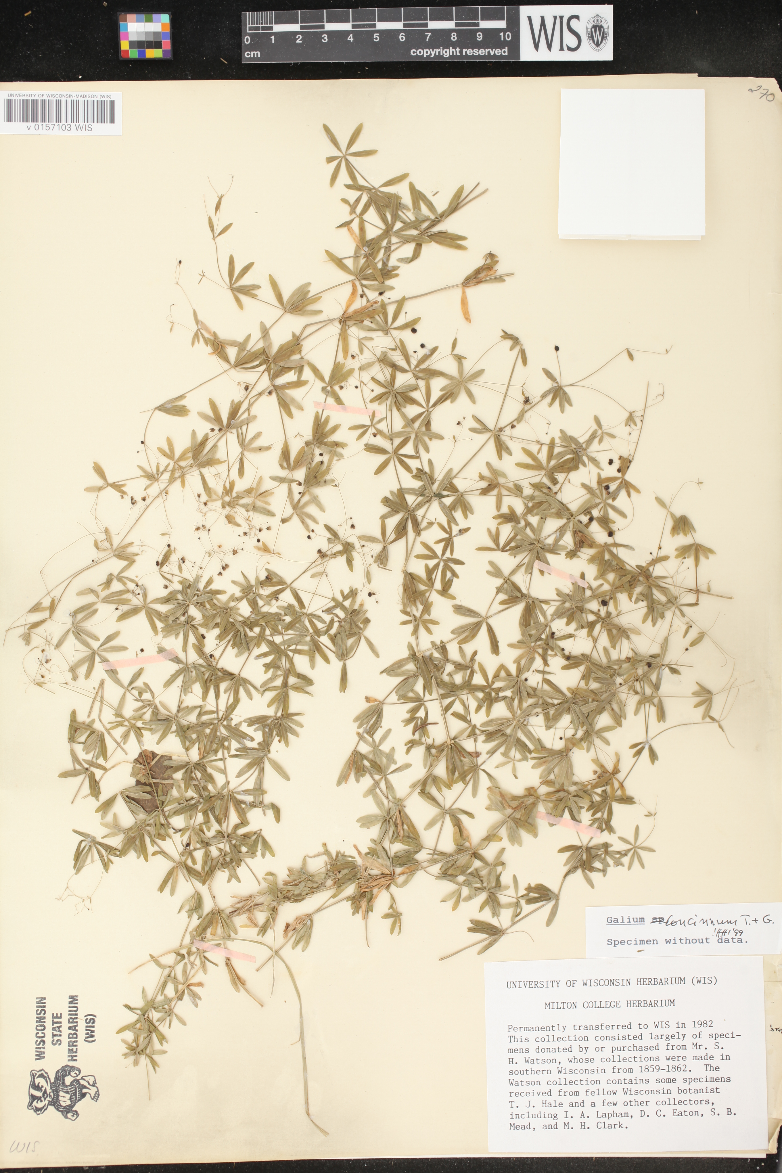 Galium concinnum image